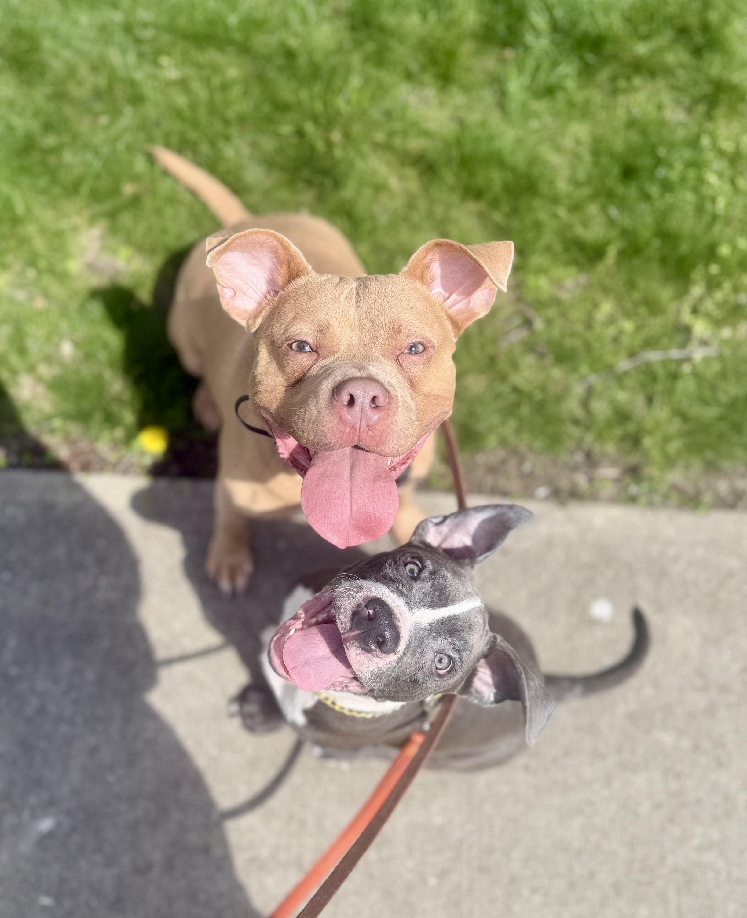 Enlarge Arlo, a ADOPTABLE mixed breed in Cleveland, OH image 6/6