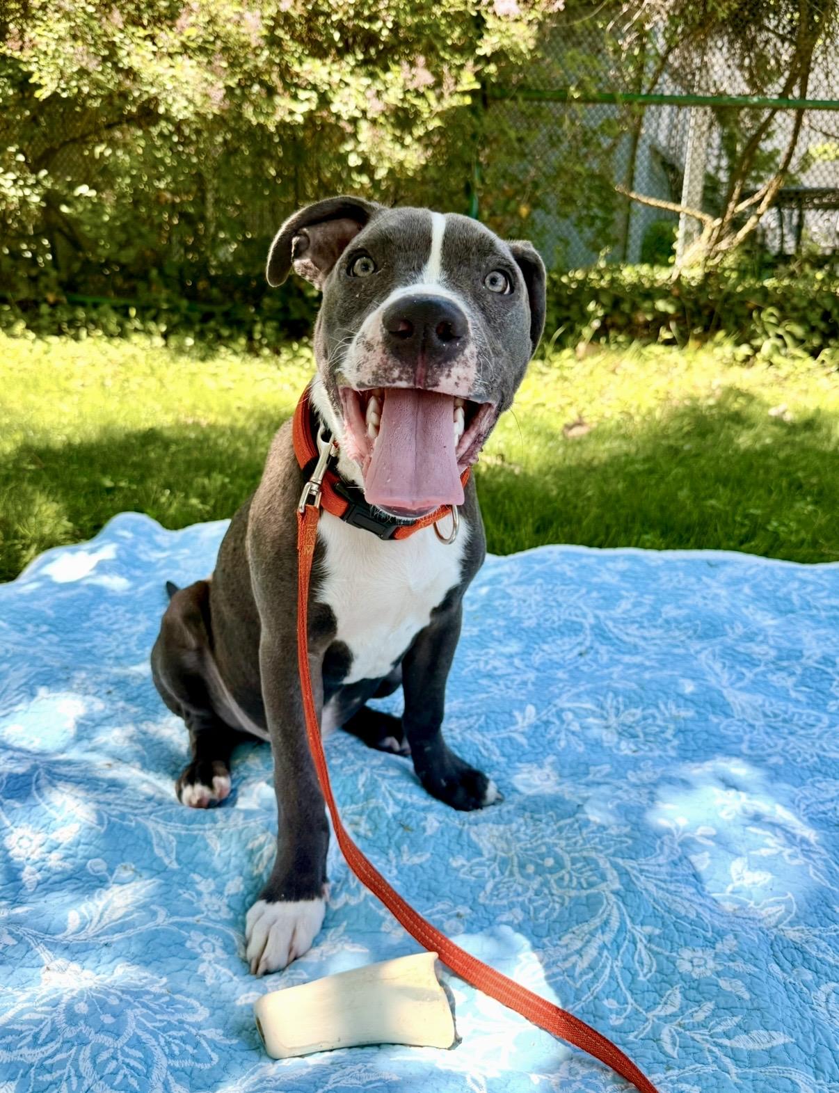 Arlo, ADOPTABLE, Puppy Male Pit Bull Terrier.