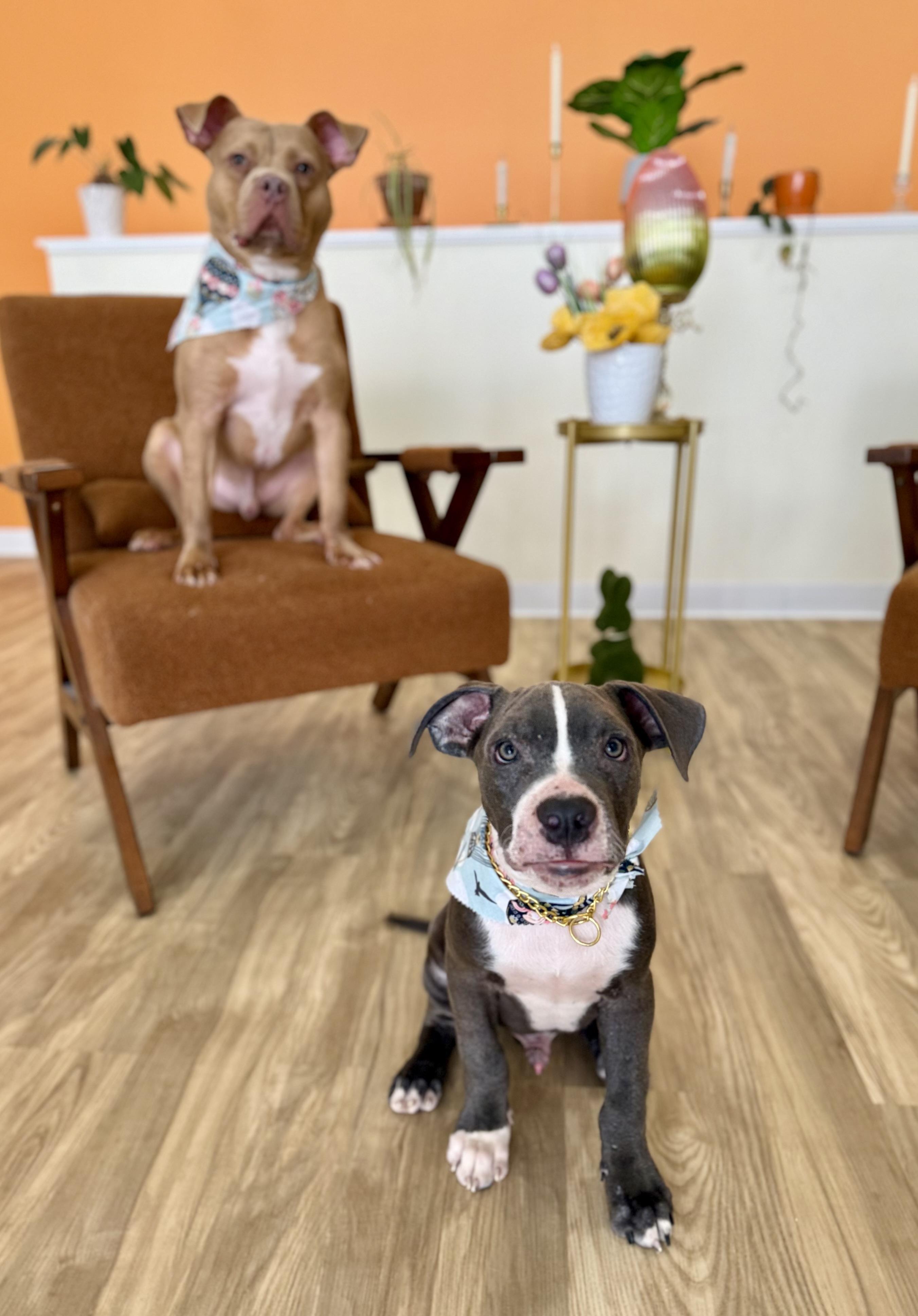 Enlarge Arlo, a ADOPTABLE mixed breed in Cleveland, OH image 3/6