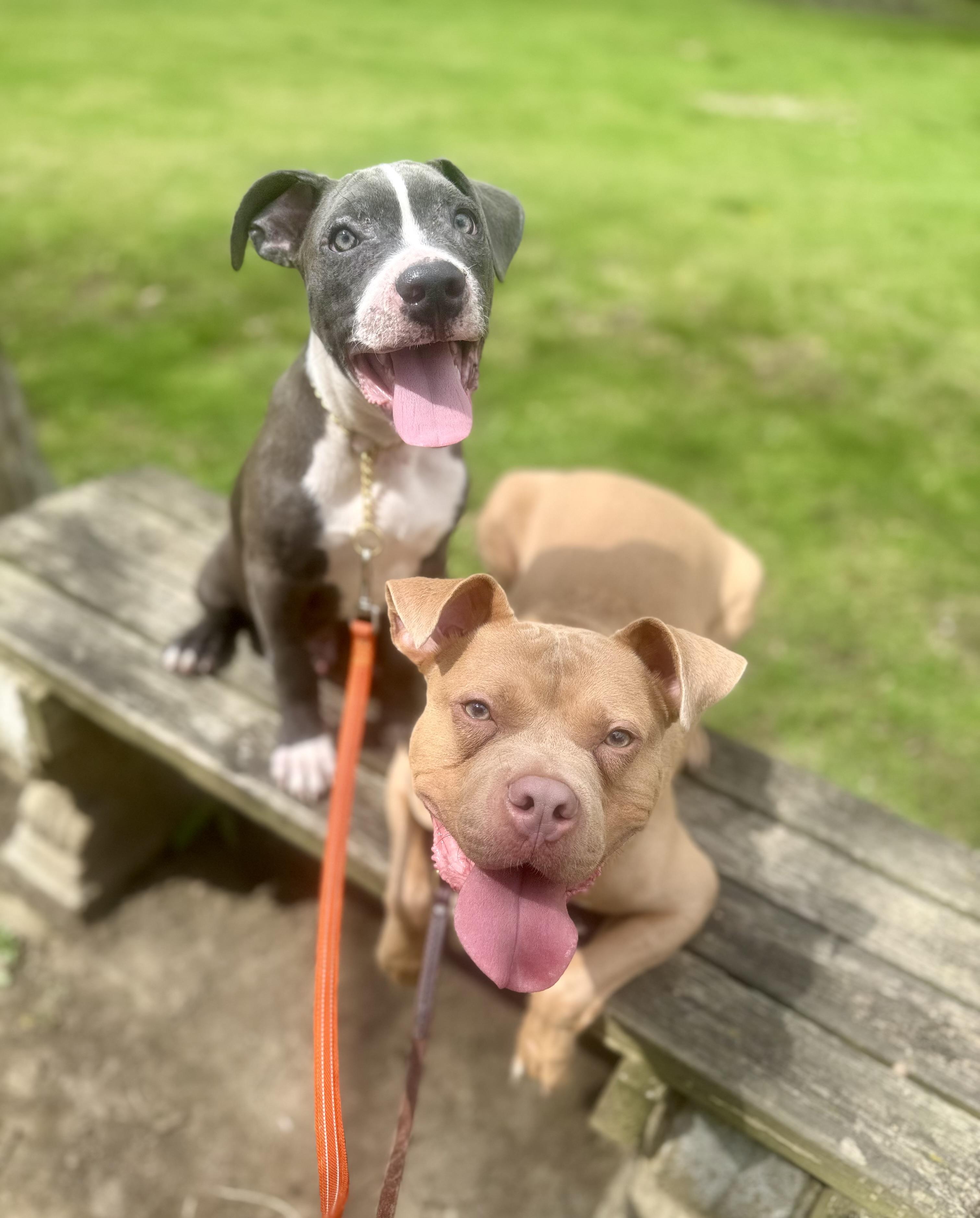 Enlarge Arlo, a ADOPTABLE mixed breed in Cleveland, OH image 5/6