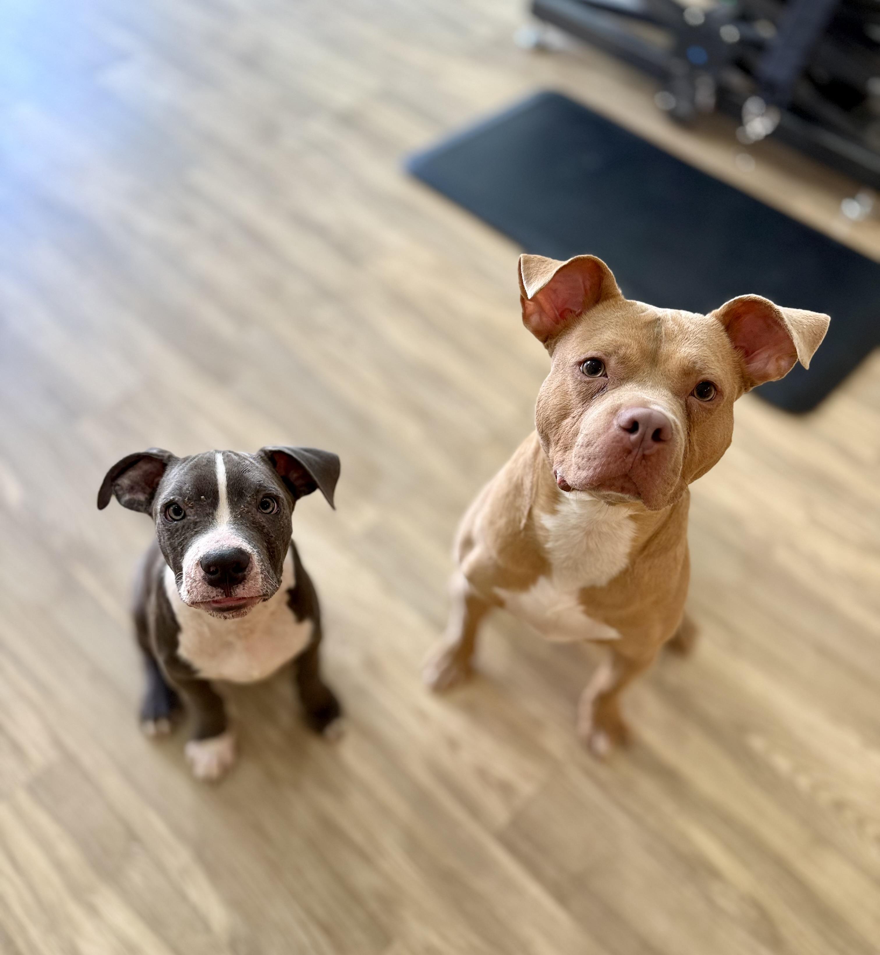 Arlo, ADOPTABLE, Puppy Male Pit Bull Terrier.