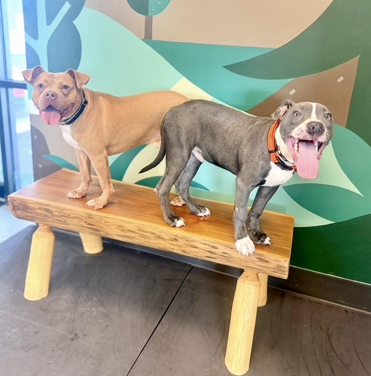 Enlarge Arlo, a ADOPTABLE mixed breed in Cleveland, OH image 6/6