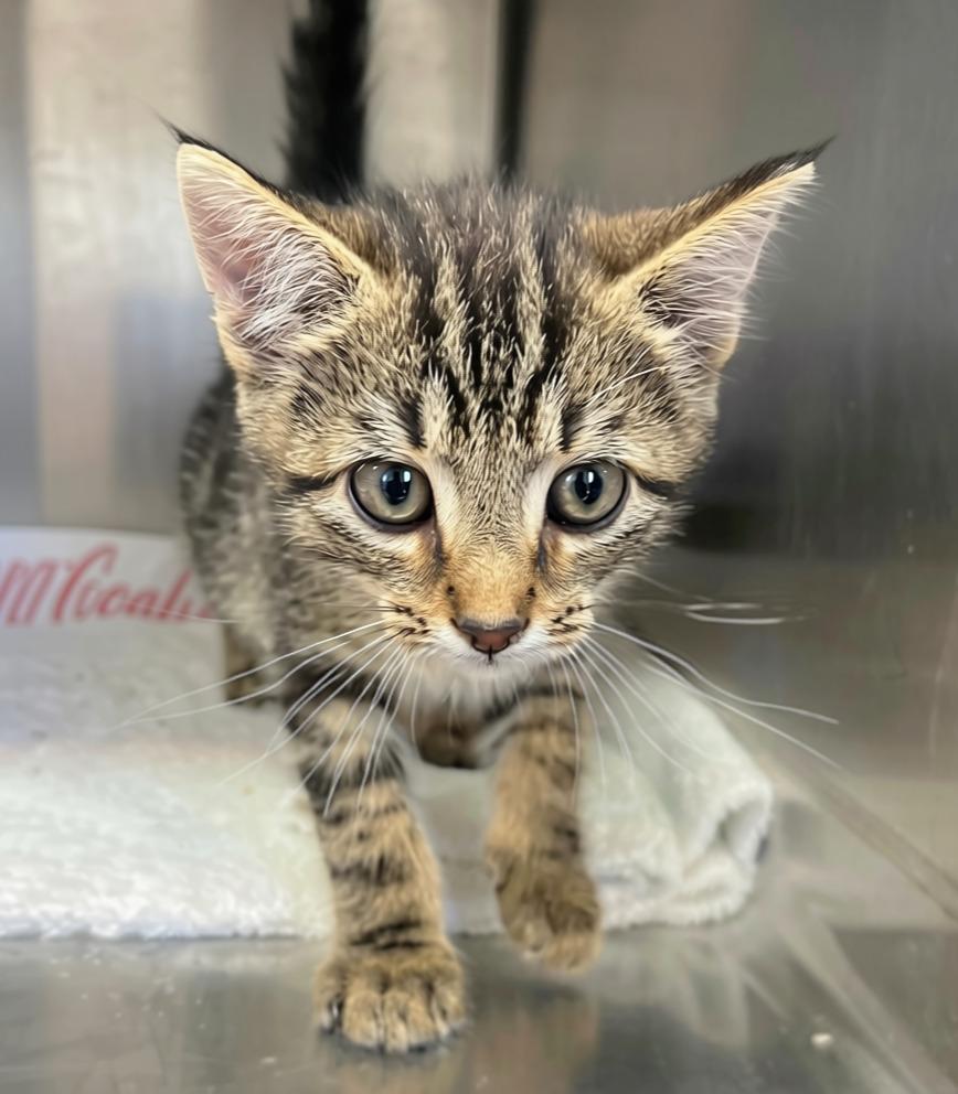 Enchilada, Adopted, Kitten Male Domestic Short Hair.