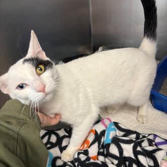 Lestat, Adoptable, Adult Male Domestic Short Hair.