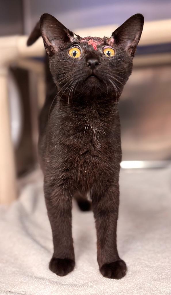 Lemony Snicket, Adoptable, Young Female Domestic Short Hair.