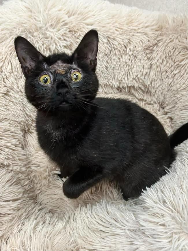 Enlarge Lemony Snicket, a Adoptable mixed breed in Madison, GA image 2/2