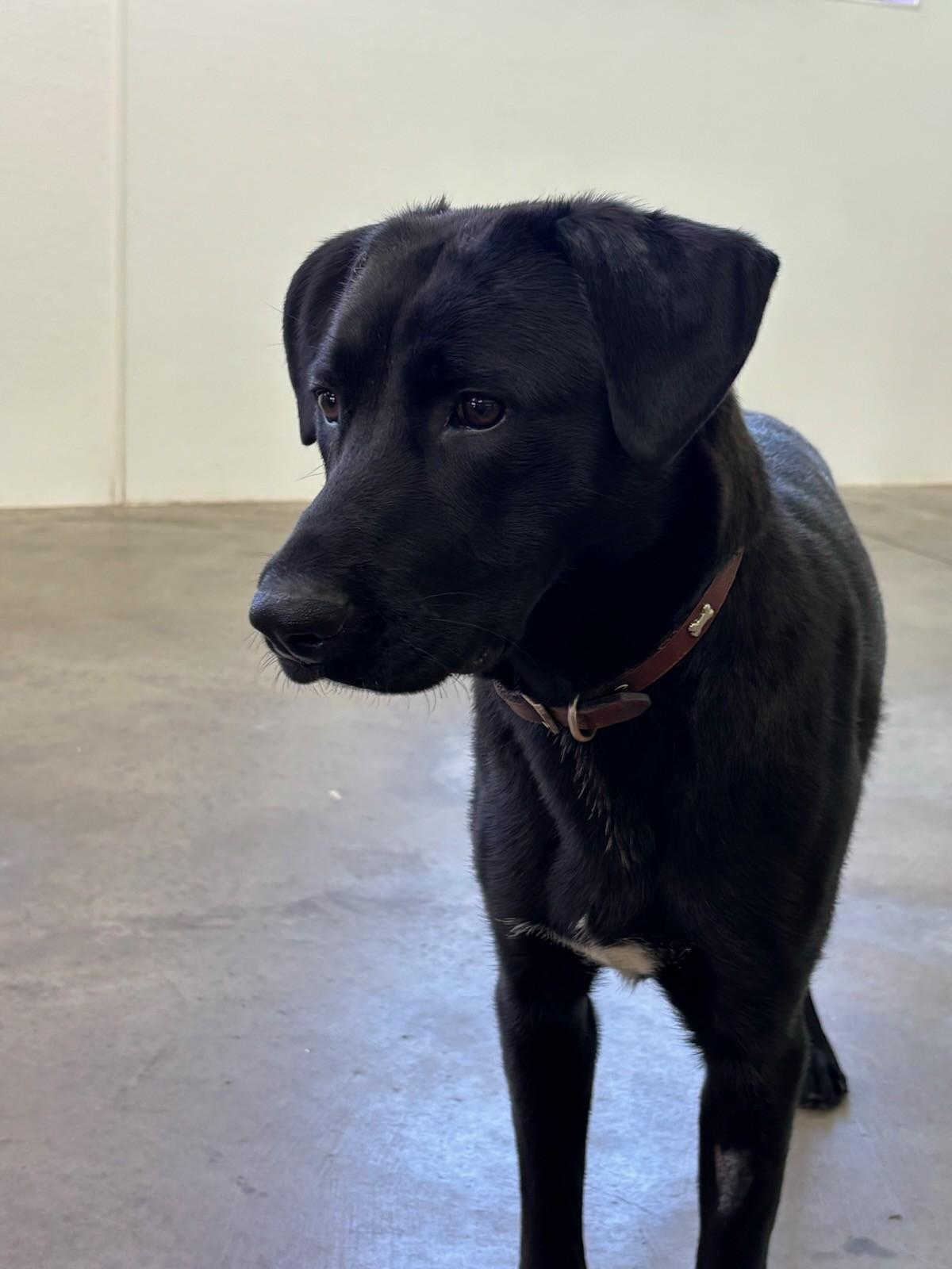 Vader, adopted, Young Male Black Labrador Retriever.