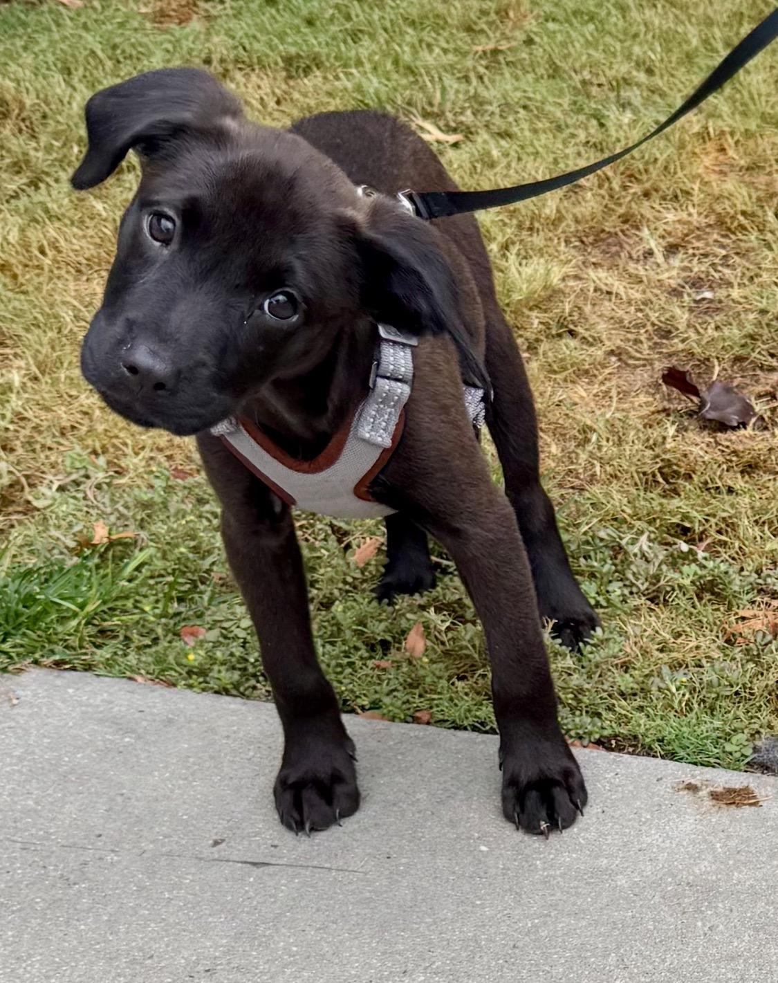 Evie, a Adoptable mixed breed in Columbia, SC image 1/2