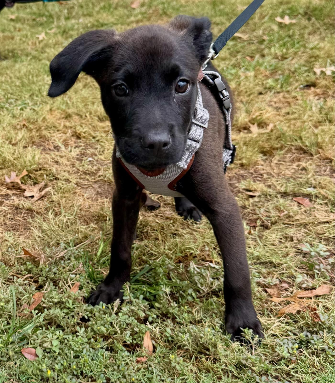 Evie, a Adoptable mixed breed in Columbia, SC image 2/2
