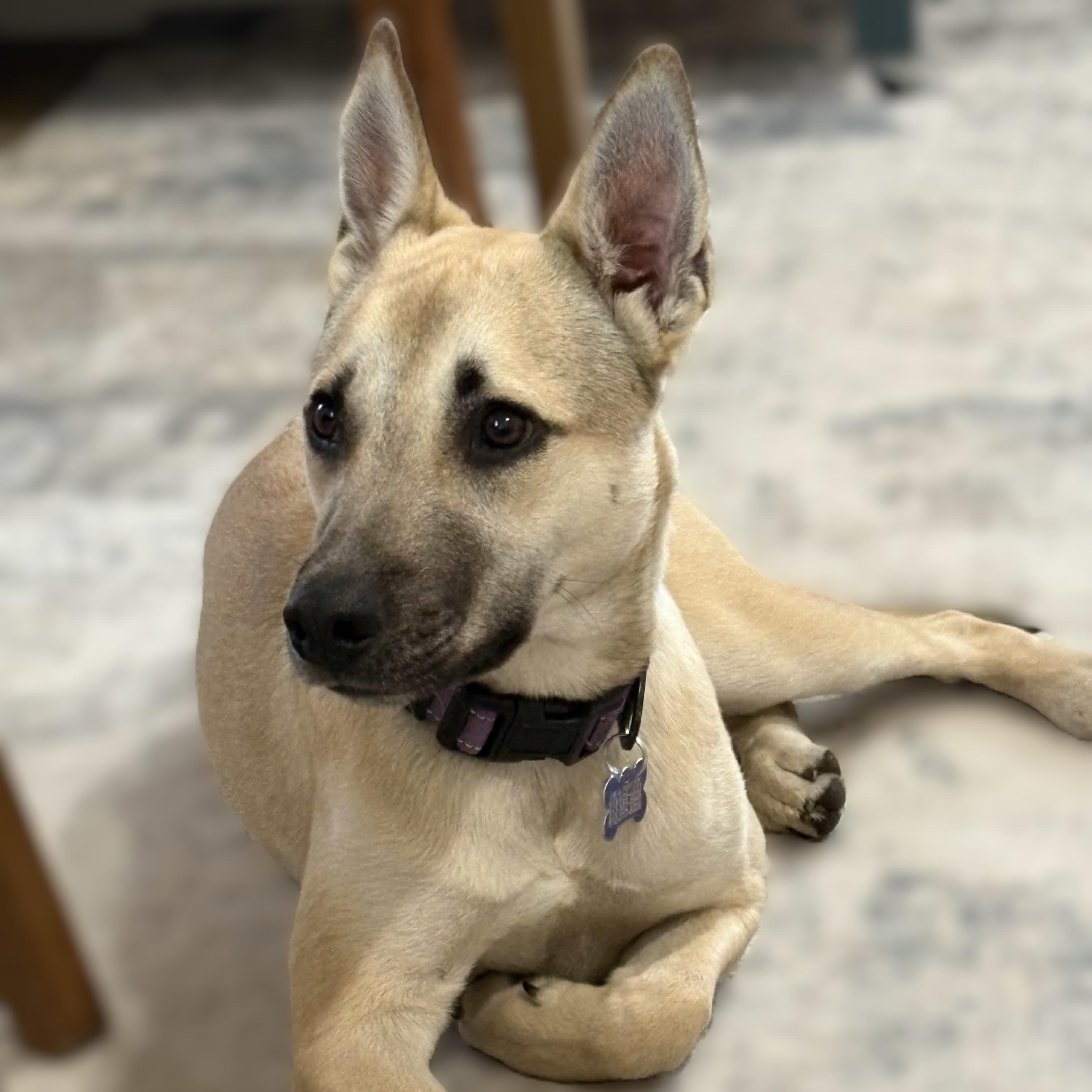 Miss Lovie, Adoptable, Young Female German Shepherd Dog.
