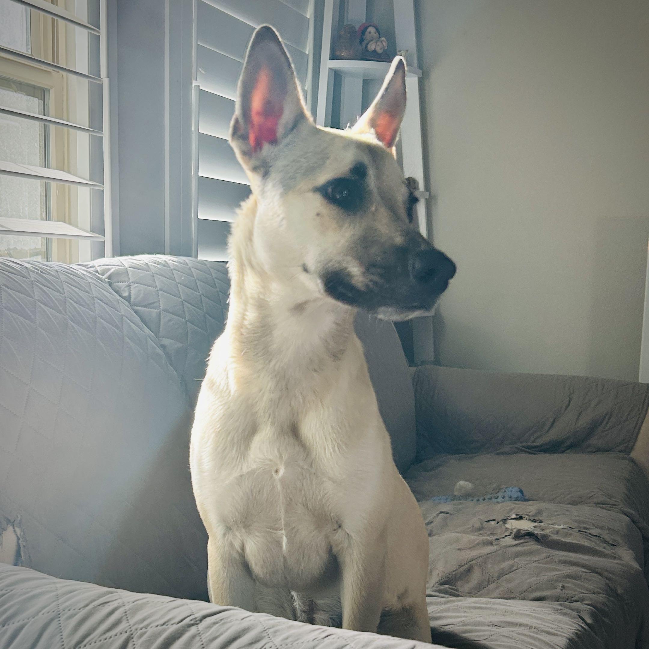 Enlarge Miss Lovie, a Adoptable German Shepherd Dog in Austin, TX image 2/5