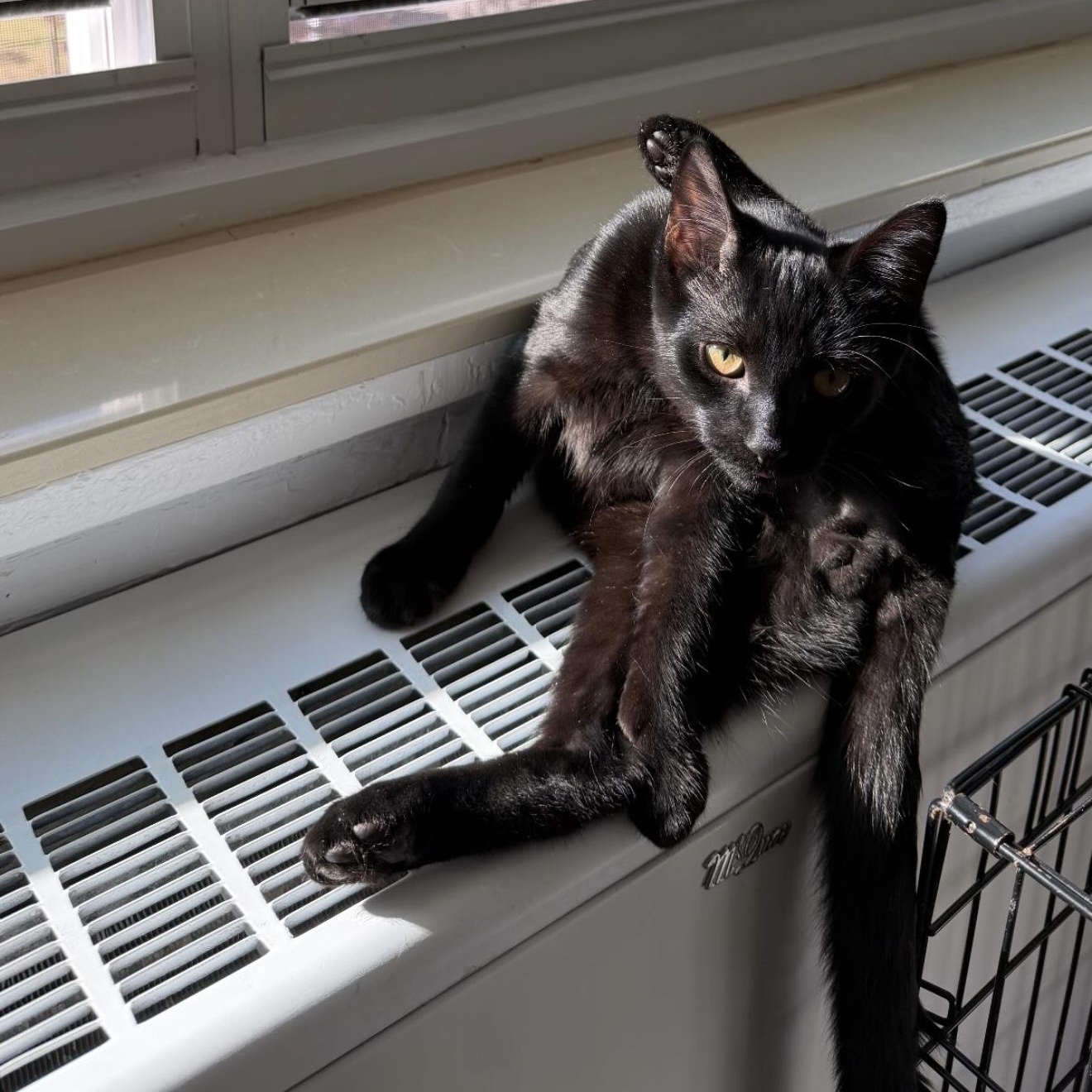 Enlarge Blush, an adopted American Shorthair in Brooklyn, NY image 4/4