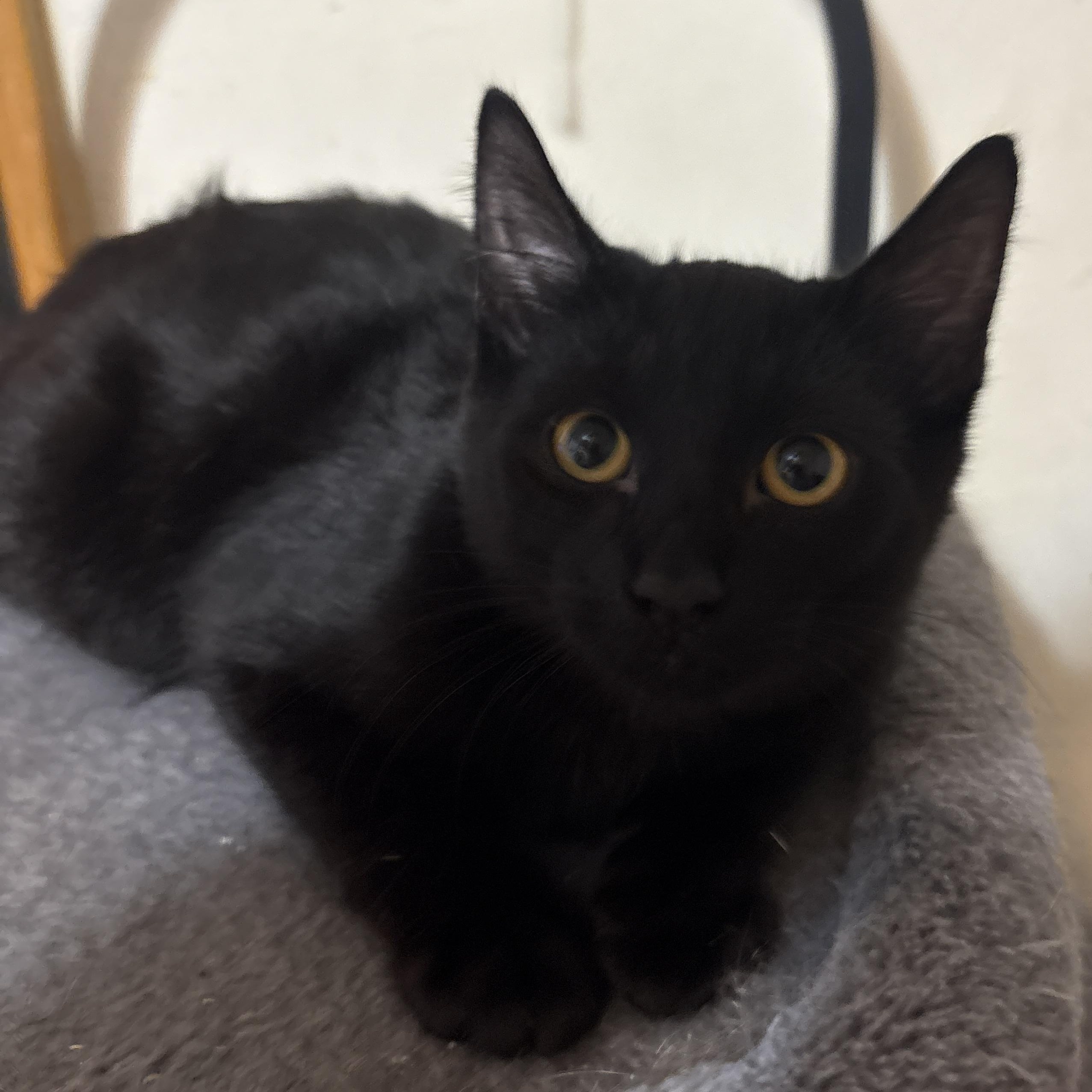 Enlarge Blush, an adopted American Shorthair in Brooklyn, NY image 1/4