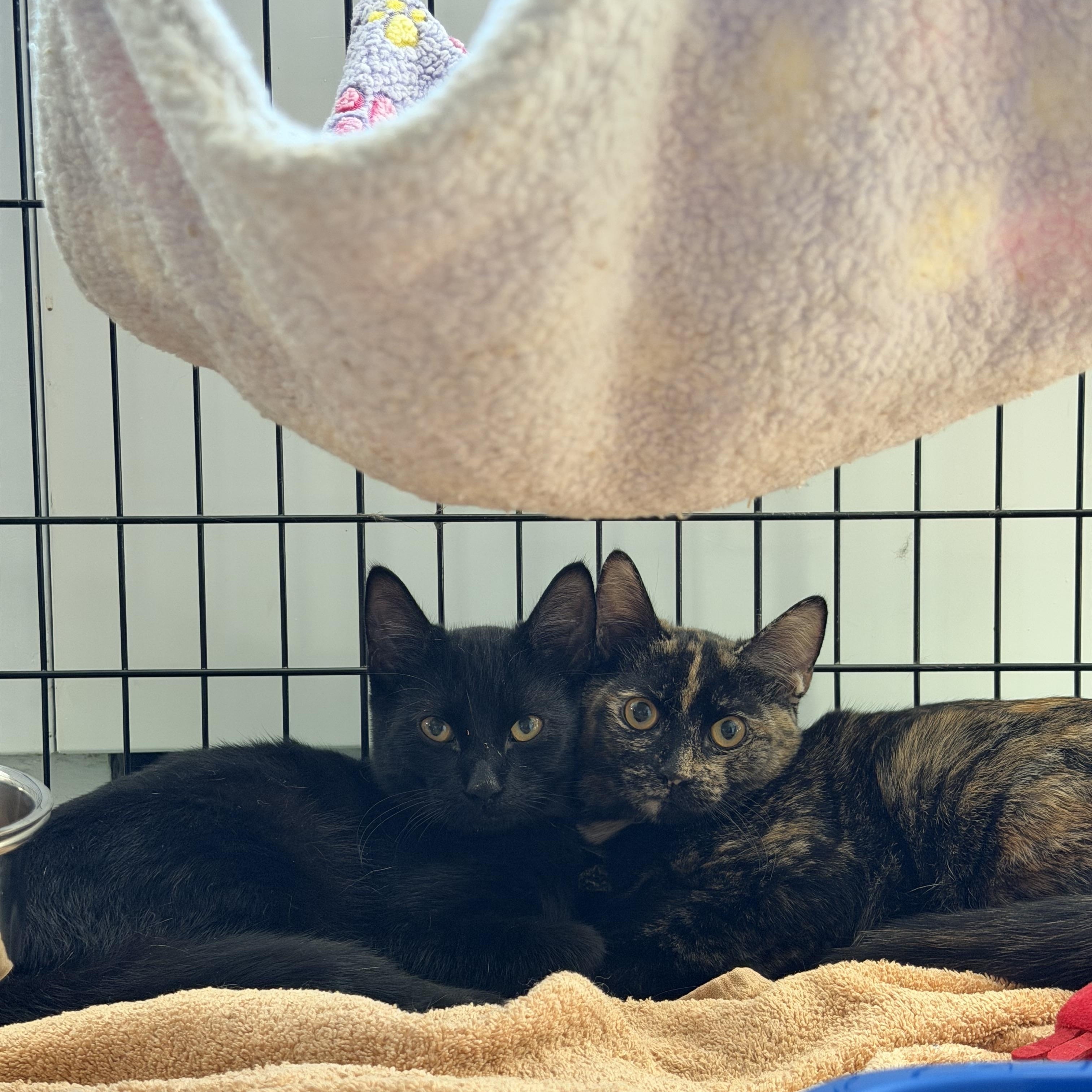 Enlarge Blush, an adopted American Shorthair in Brooklyn, NY image 3/4