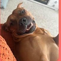Enlarge Styx, a Adopted Mixed Breed in Monroe, MI image 1/1