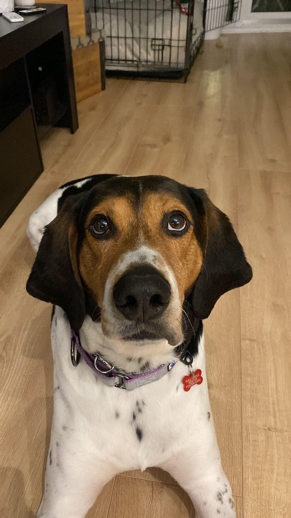 Enlarge Master, an adopted Treeing Walker Coonhound in Sunderland, ON image 5/6