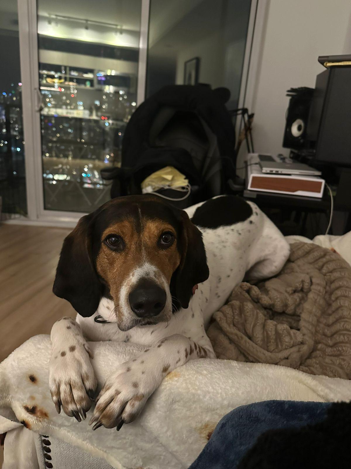 Enlarge Master, an adopted Treeing Walker Coonhound in Sunderland, ON image 3/6