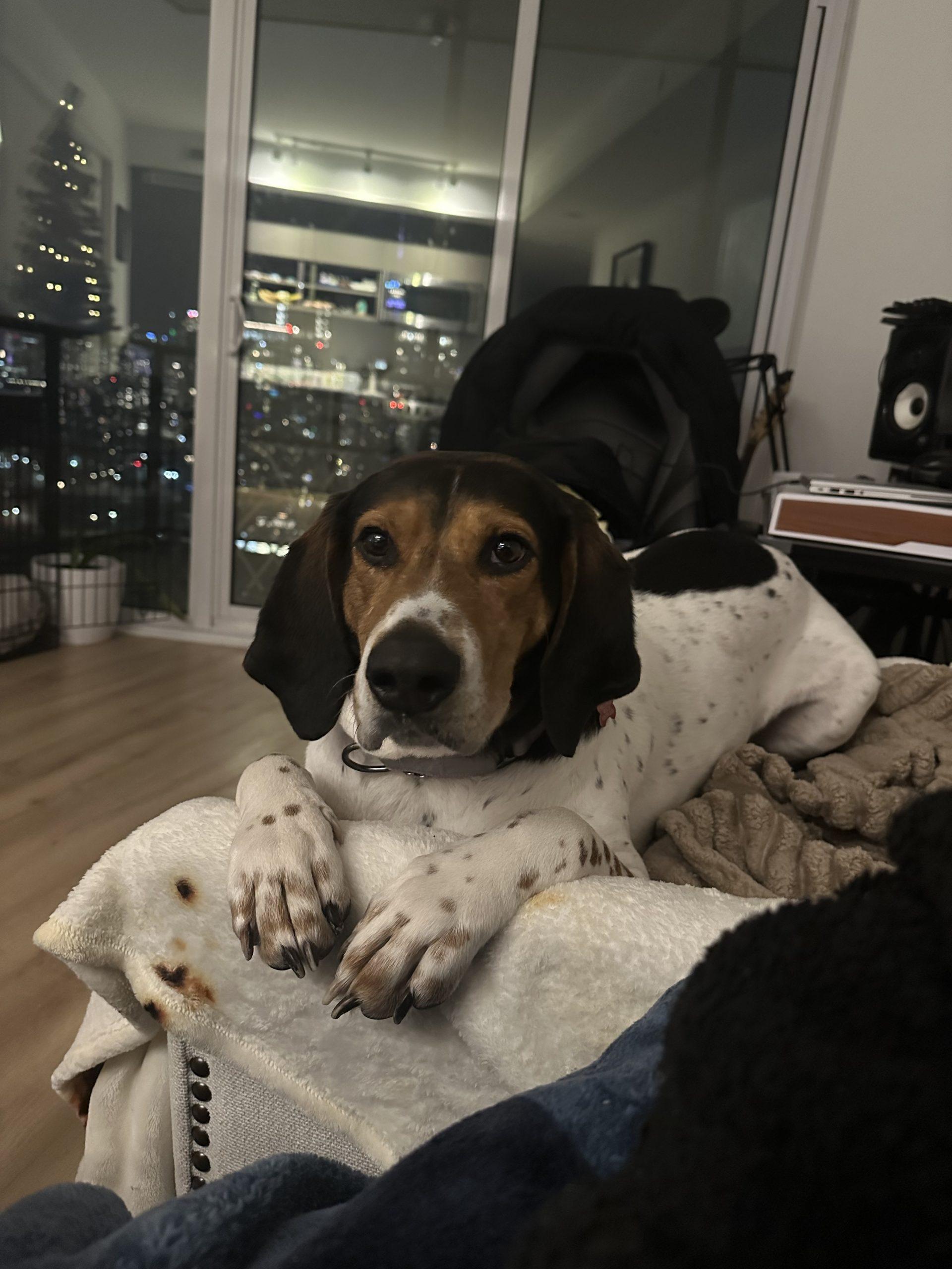 Enlarge Master, an adopted Treeing Walker Coonhound in Sunderland, ON image 2/6