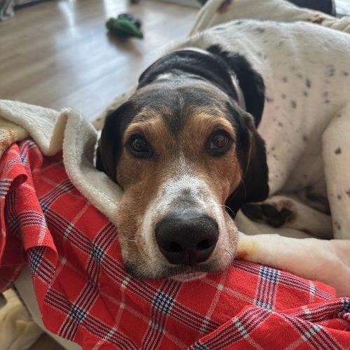 Master, ADOPTABLE, Adult Male Treeing Walker Coonhound.