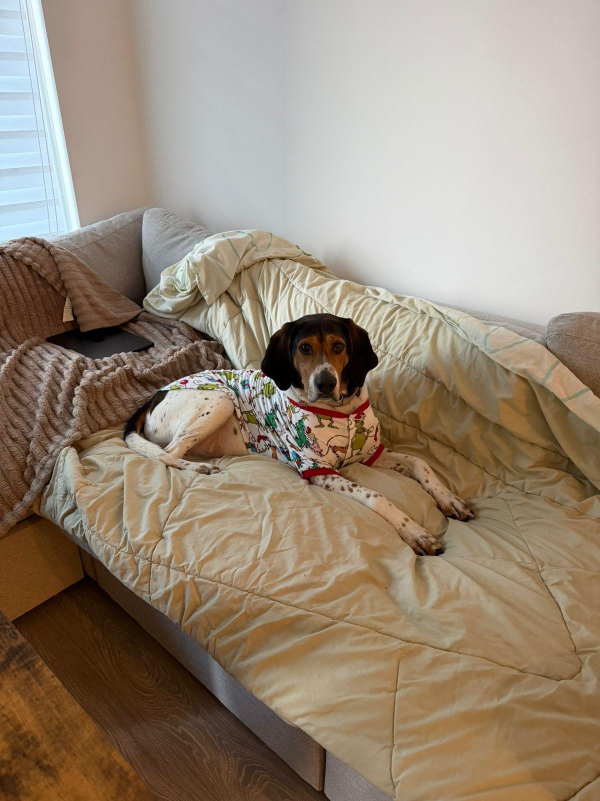Enlarge Master, an adopted Treeing Walker Coonhound in Sunderland, ON image 6/6