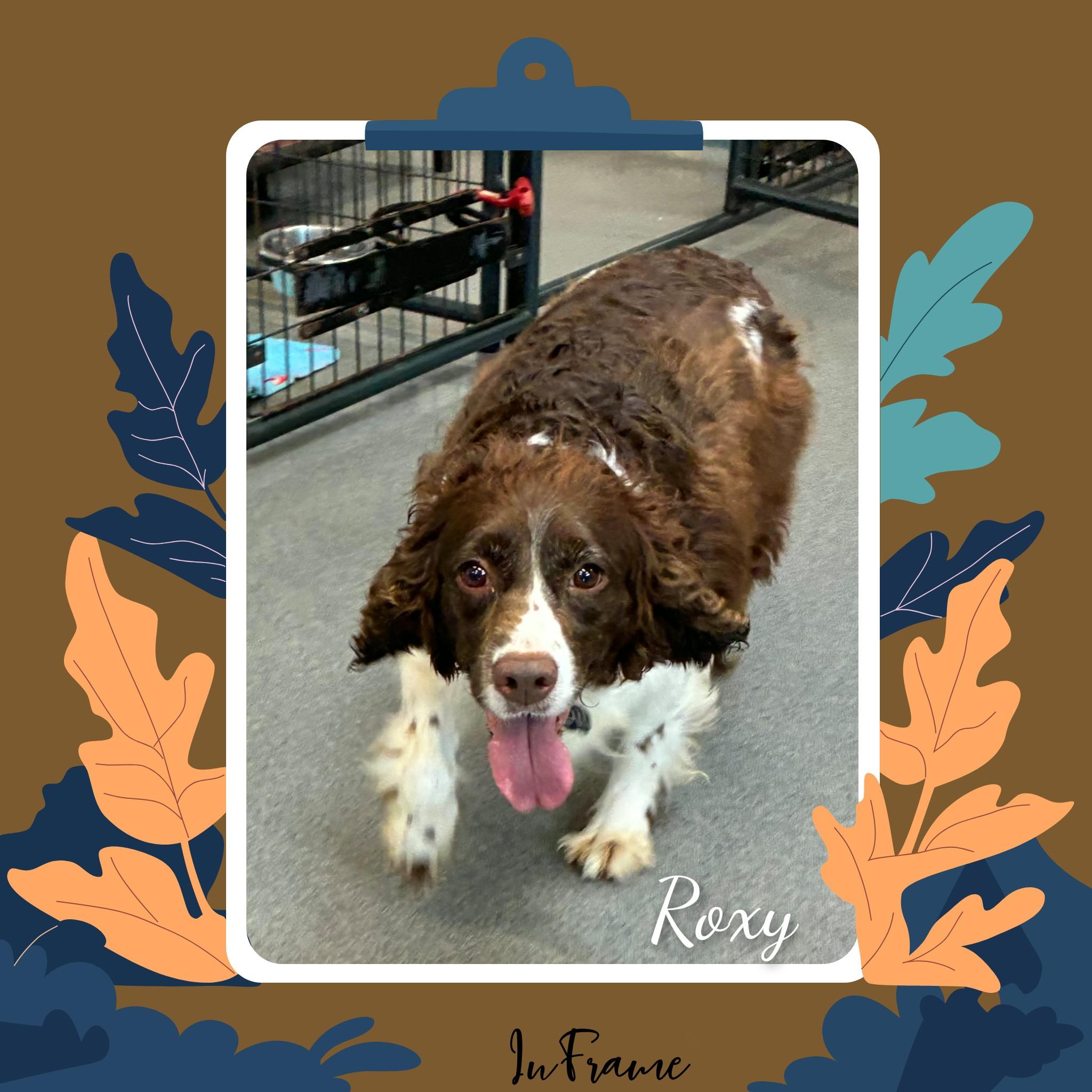 Roxy, a ADOPTABLE English Springer Spaniel in Fredericksburg, VA image 6/6