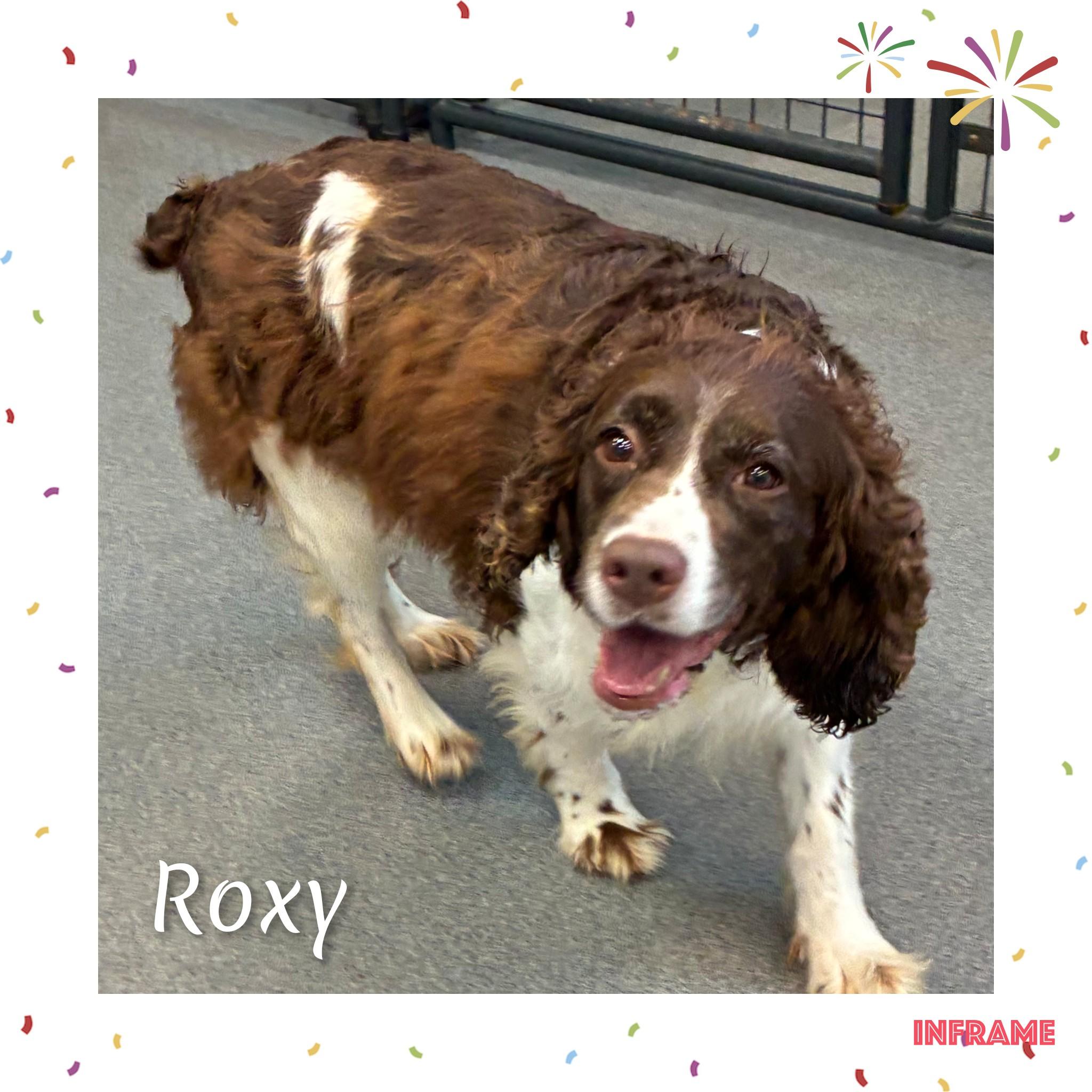 Roxy, ADOPTABLE, Adult Female English Springer Spaniel.