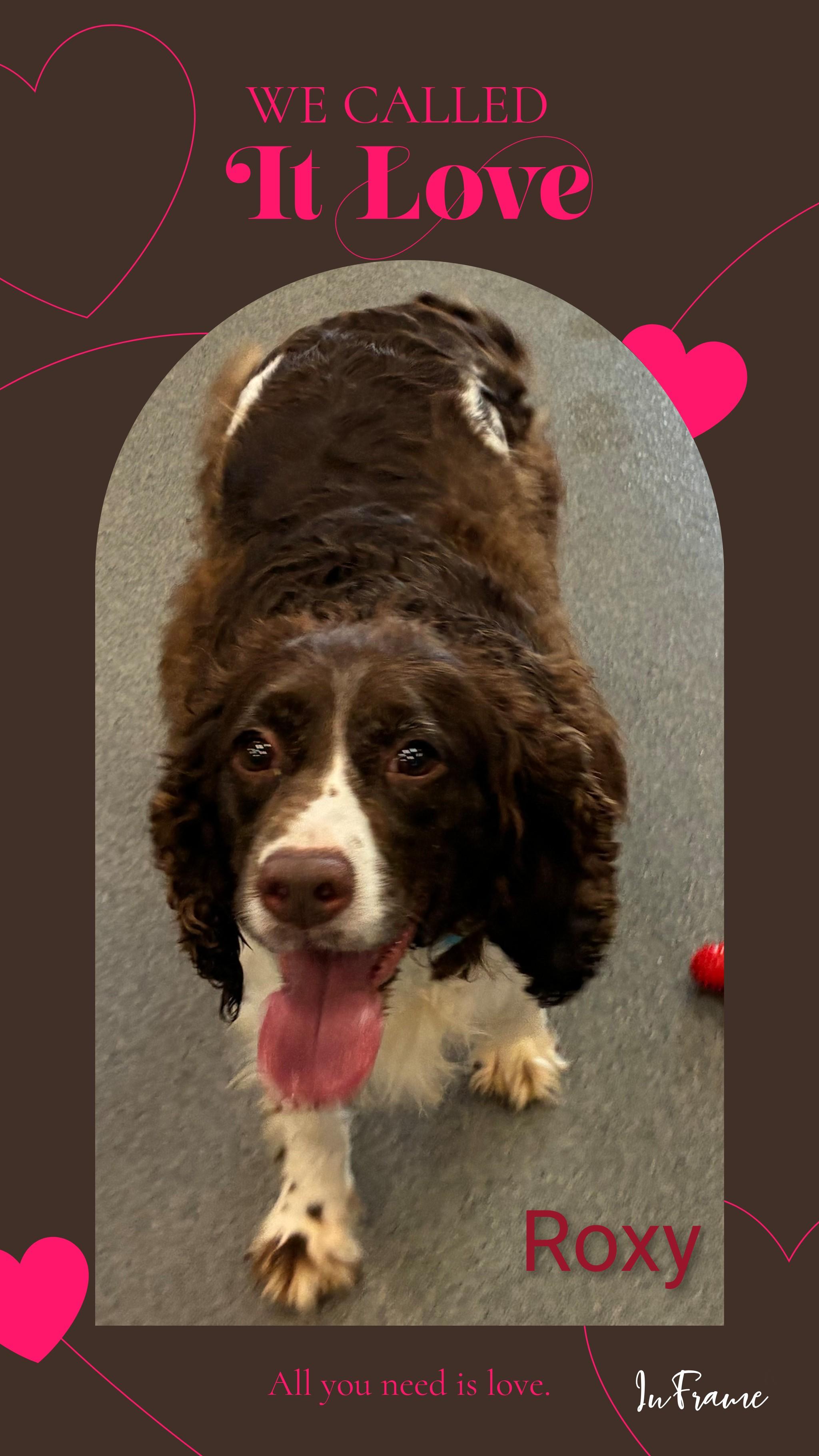 Roxy, a ADOPTABLE English Springer Spaniel in Fredericksburg, VA image 4/6