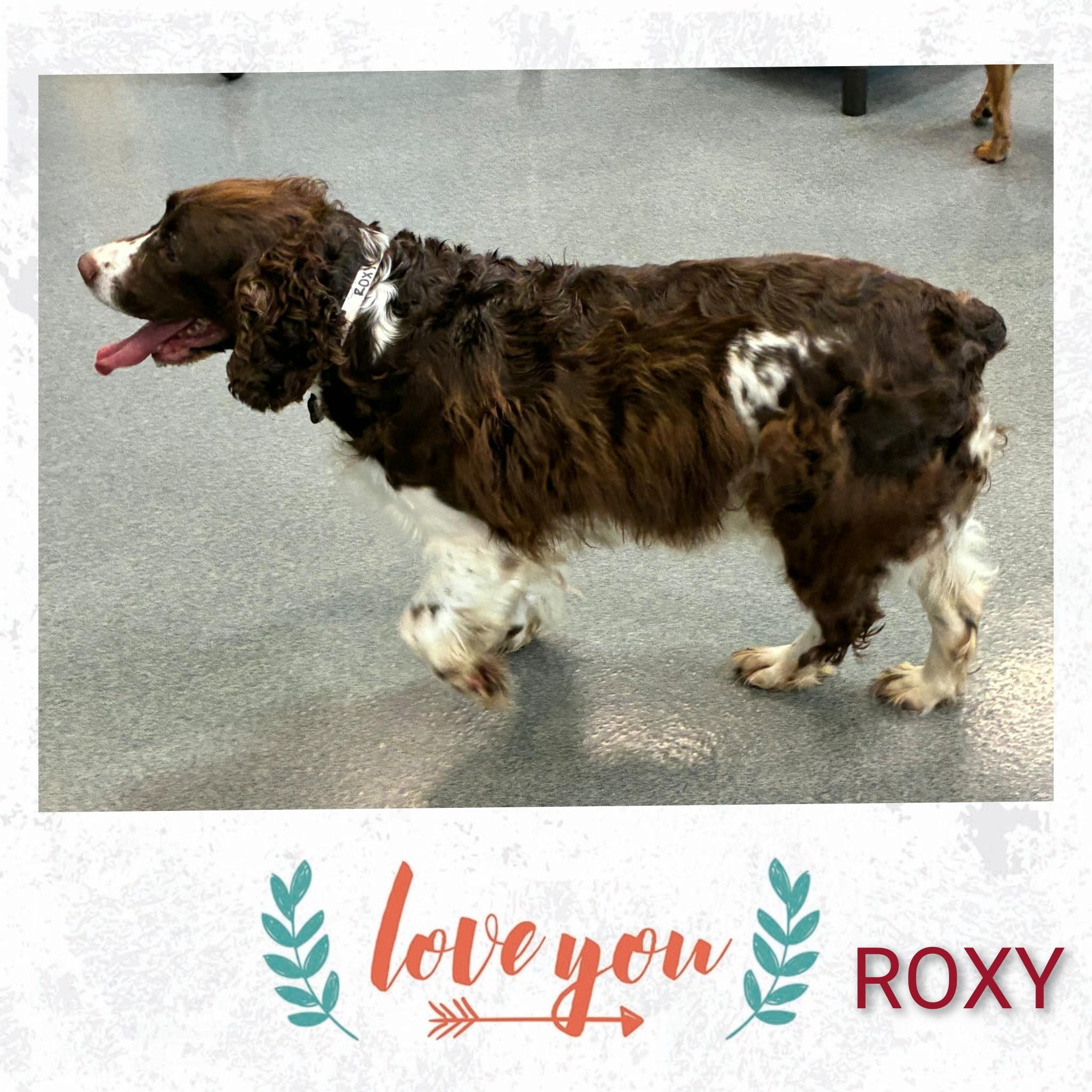 Roxy, a ADOPTABLE English Springer Spaniel in Fredericksburg, VA image 2/6