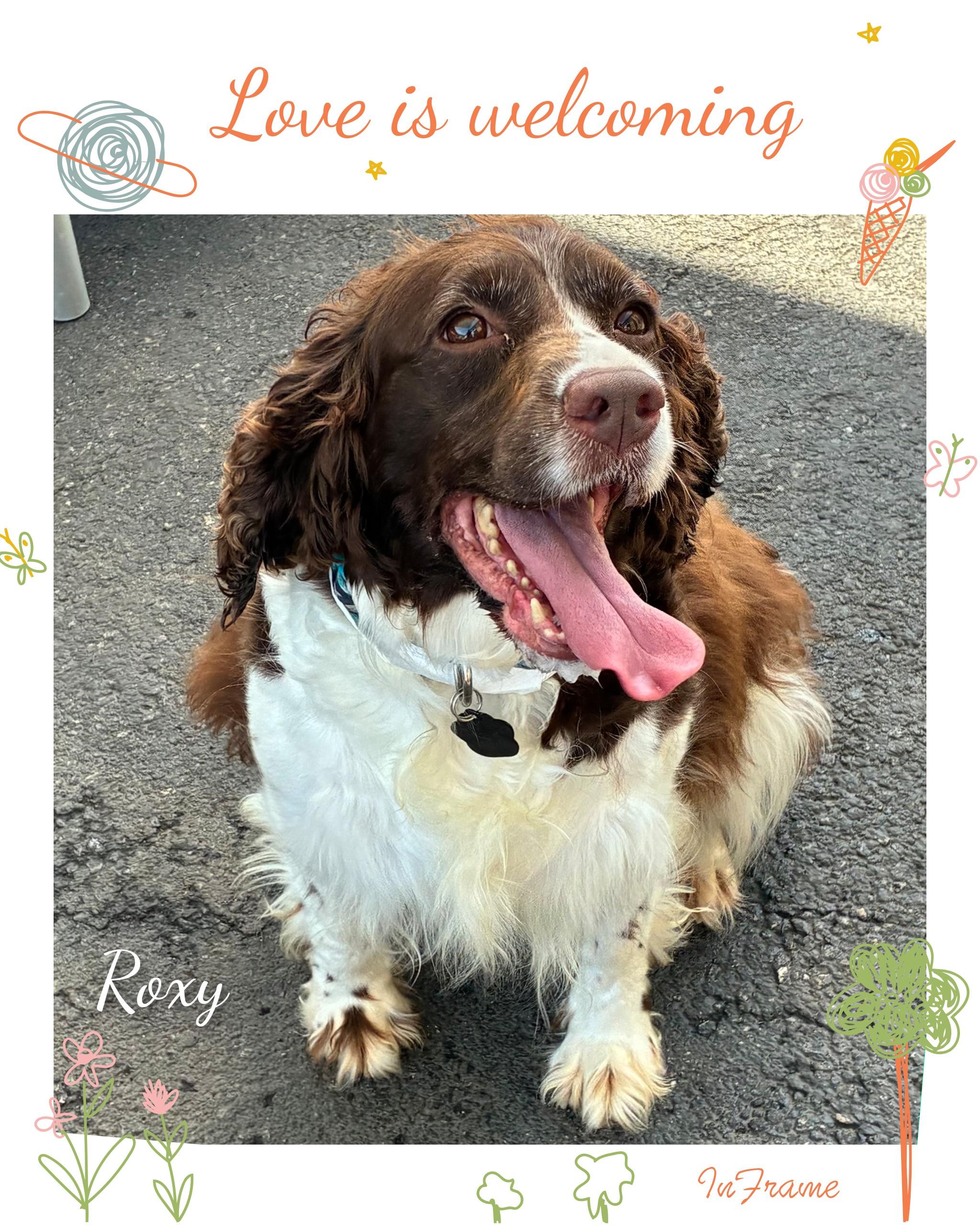 Roxy, a ADOPTABLE English Springer Spaniel in Fredericksburg, VA image 5/6