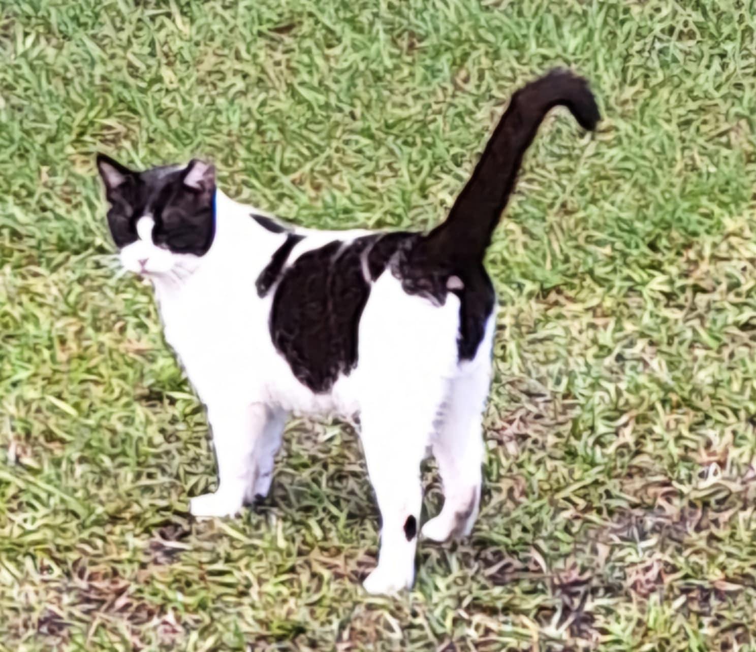 Betsie (courtesy post)