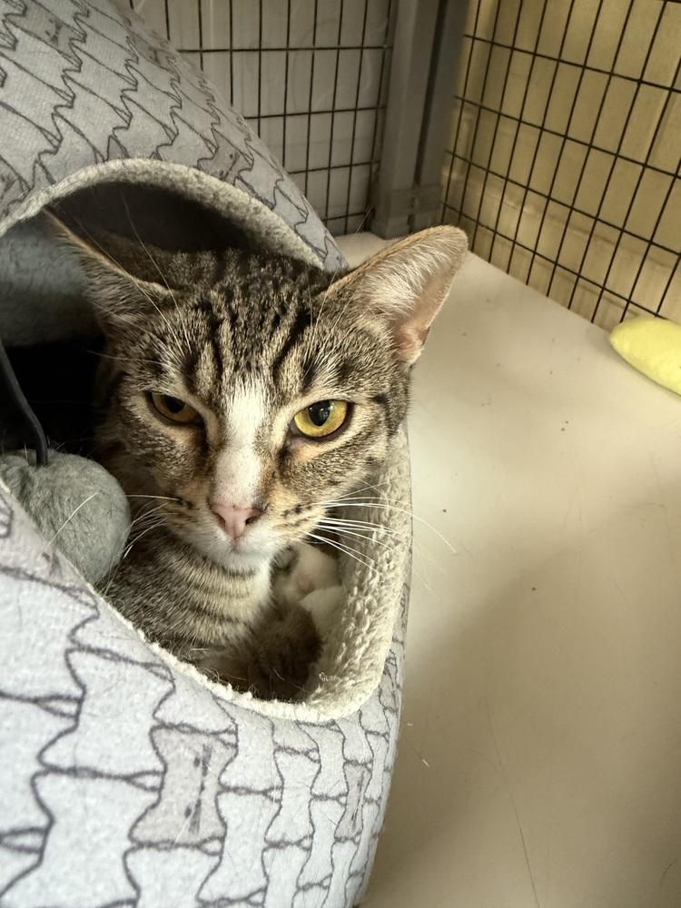 Skitters, Adoptable, Adult Female Domestic Short Hair.