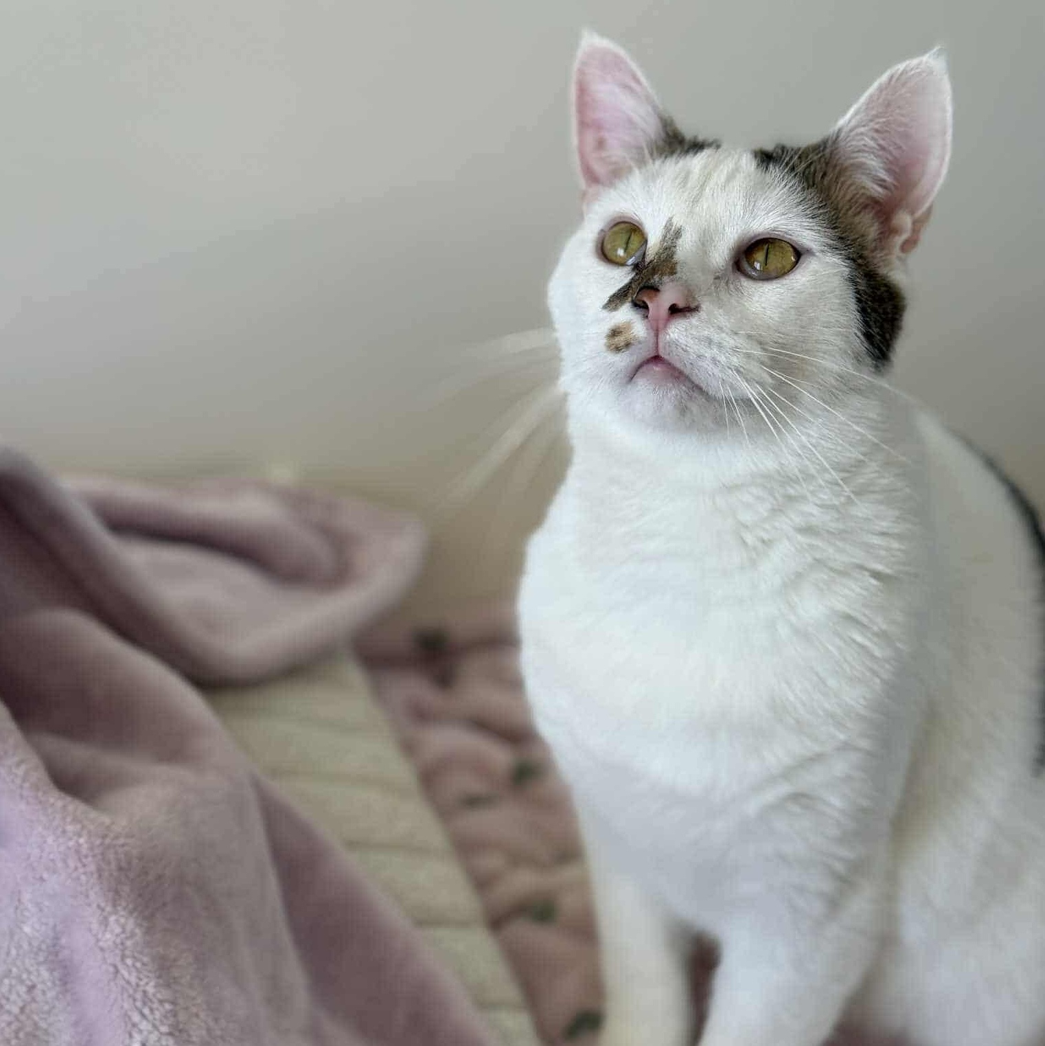 Ice, Adoptable, Young Male Domestic Short Hair.