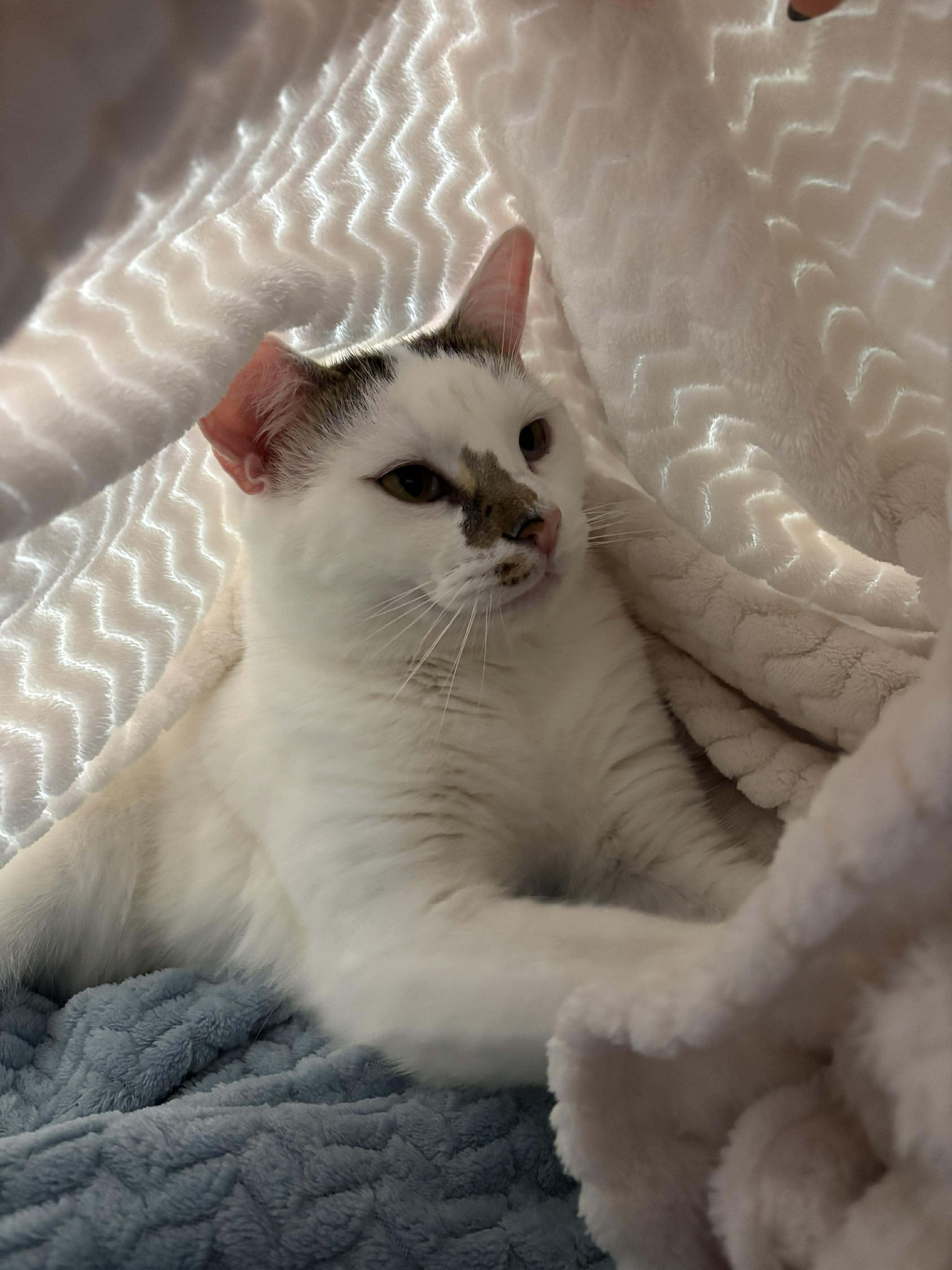 Enlarge Ice, a Adoptable Domestic Short Hair in Terrebonne, QC image 1/6