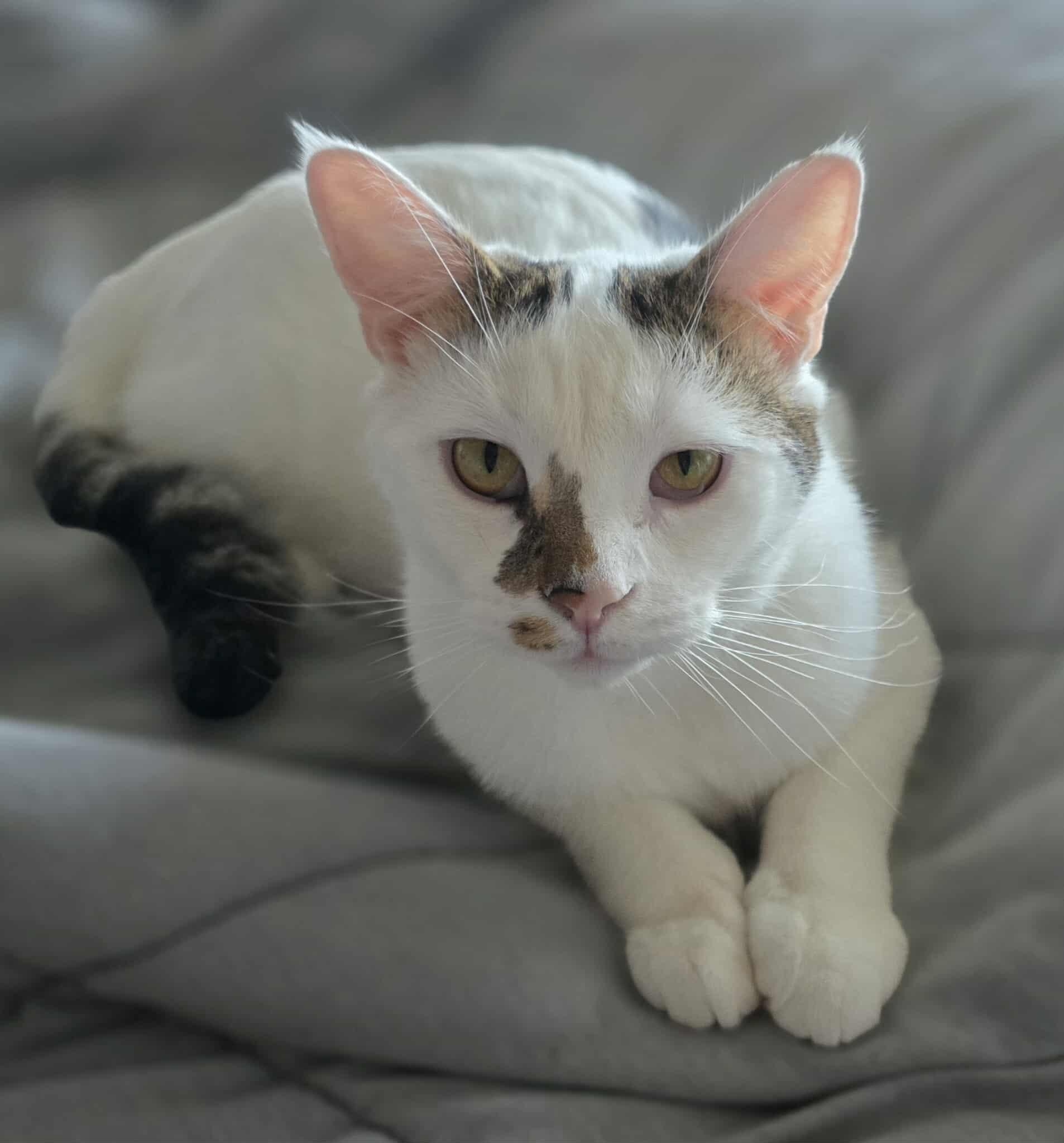 Ice, an adoptable Domestic Short Hair in Terrebonne, QC, J6Y 1H9 | Photo Image 4