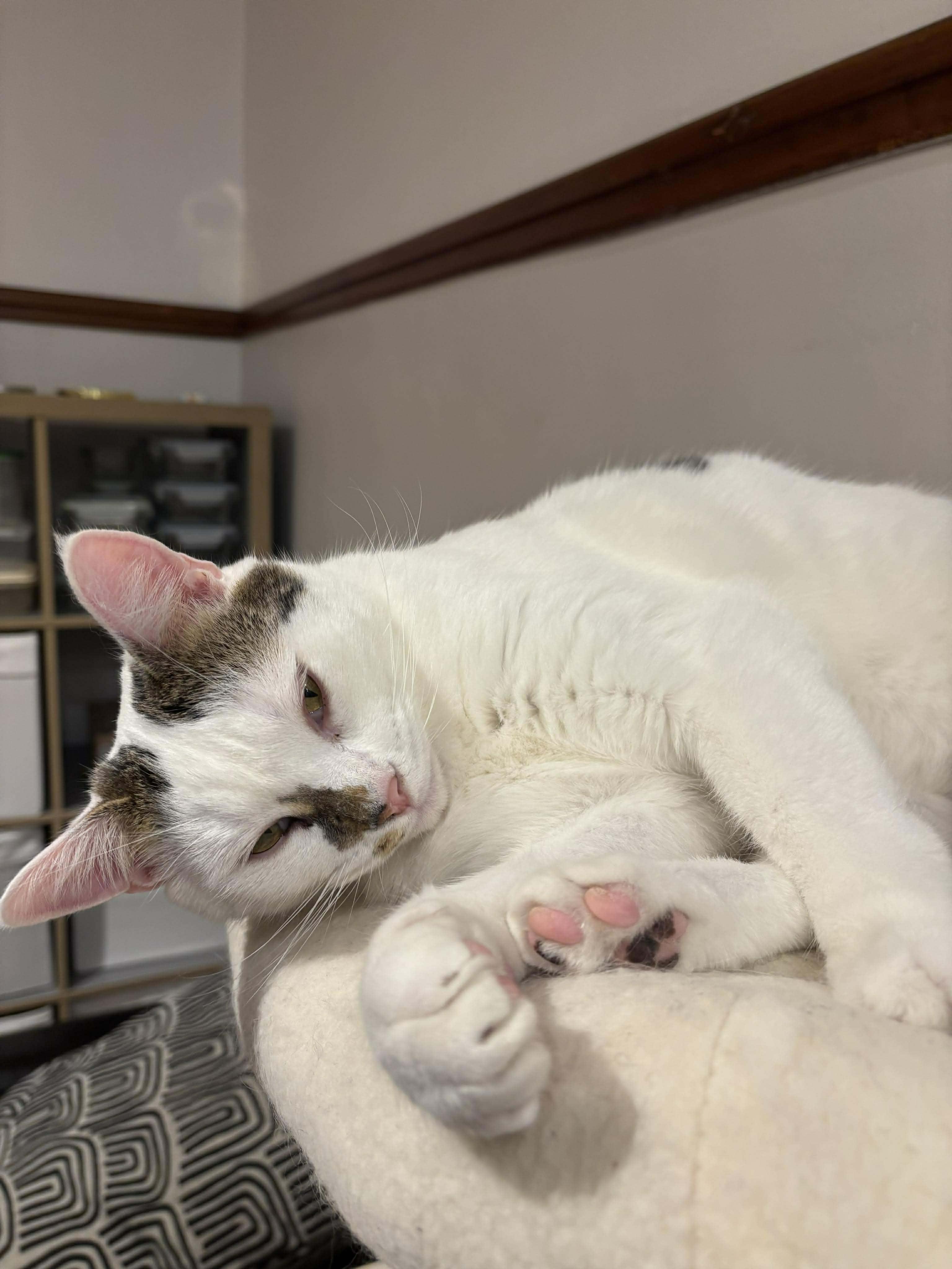 Ice, an adoptable Domestic Short Hair in Terrebonne, QC, J6Y 1H9 | Photo Image 6