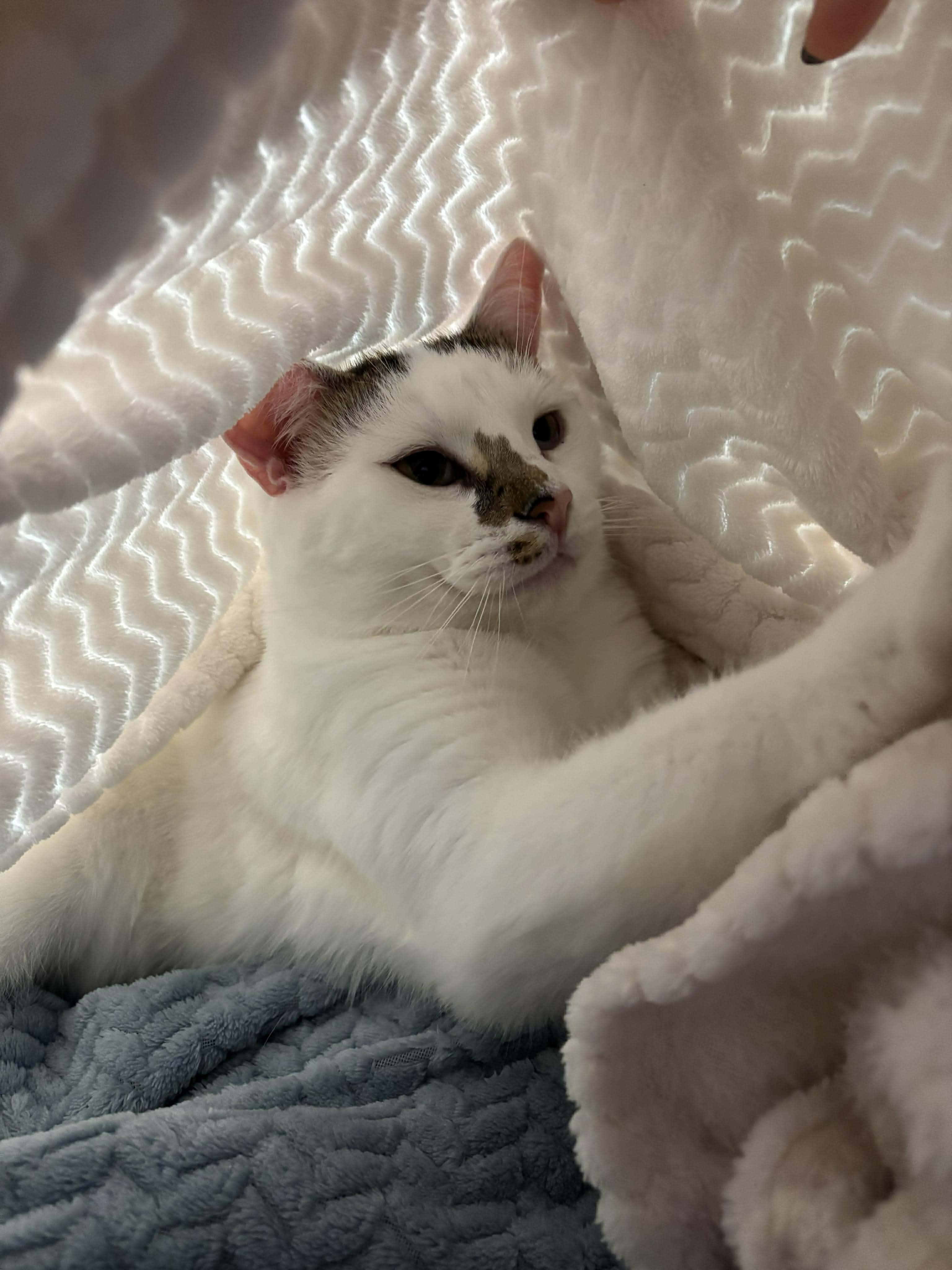 Enlarge Ice, a Adoptable Domestic Short Hair in Terrebonne, QC image 2/6