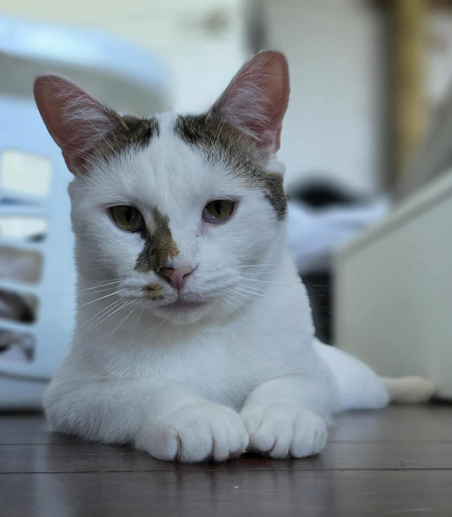 Enlarge Ice, a Adoptable Domestic Short Hair in Terrebonne, QC image 6/6