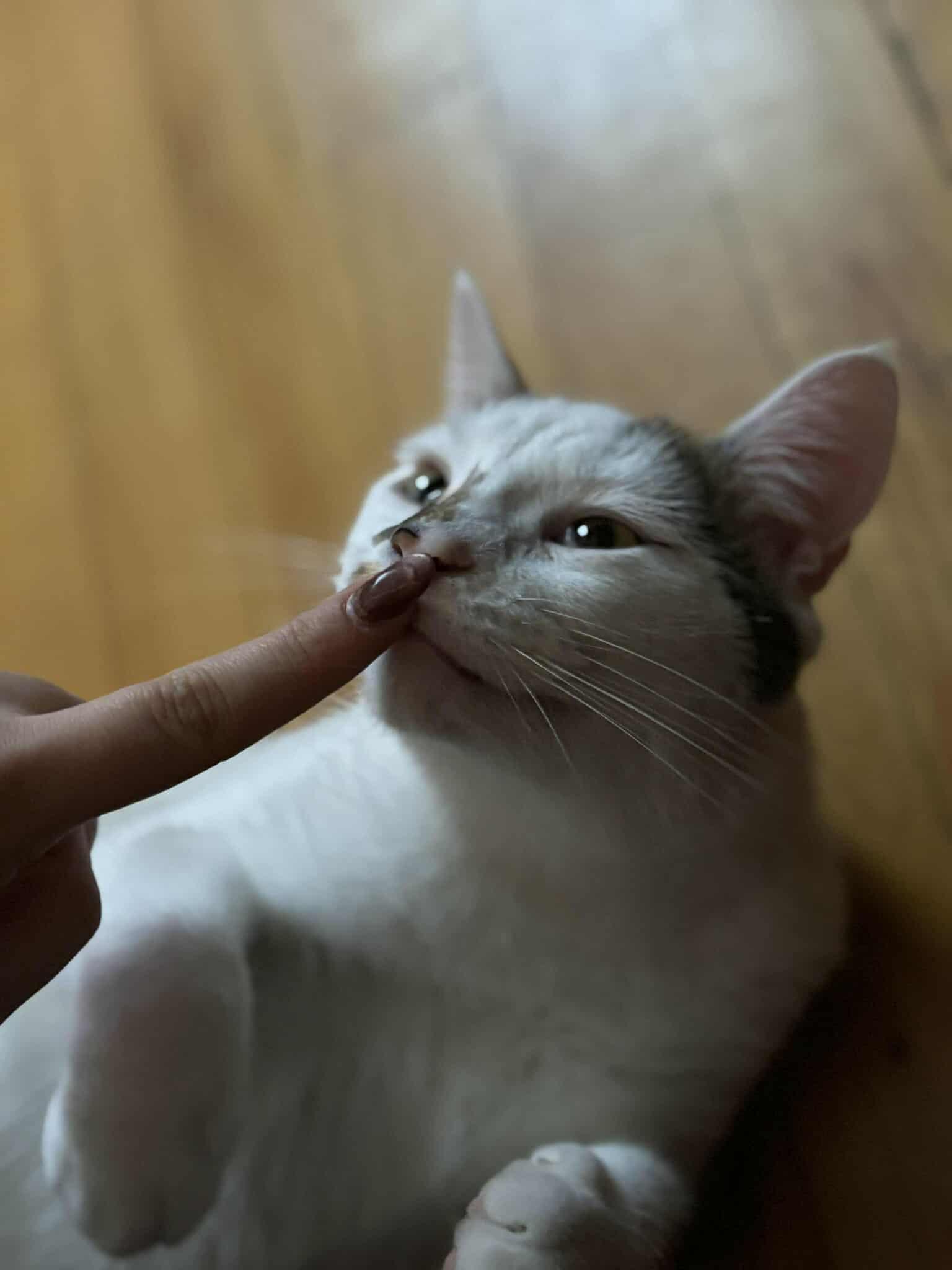 Ice, an adoptable Domestic Short Hair in Terrebonne, QC, J6Y 1H9 | Photo Image 8