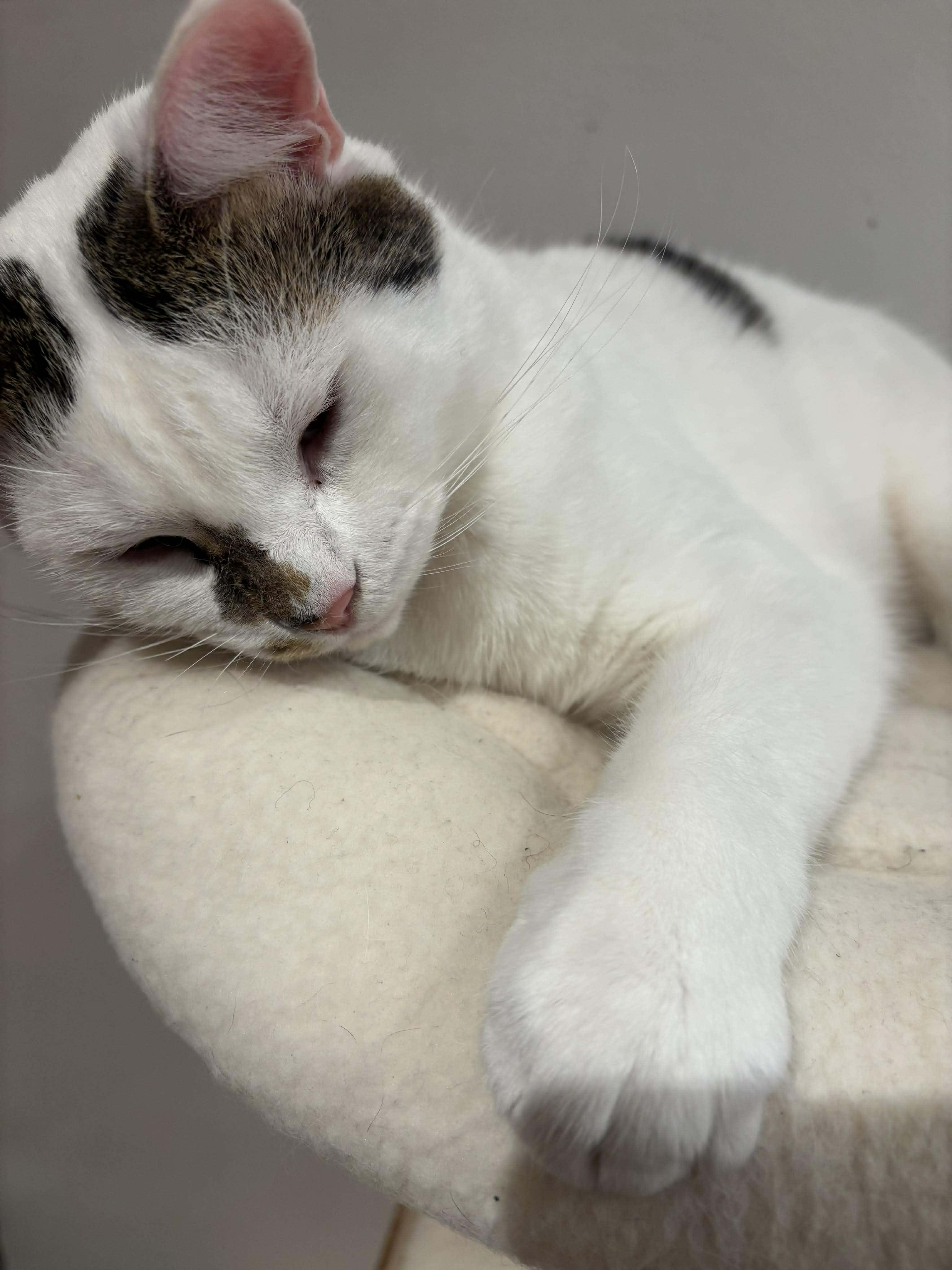 Ice, an adoptable Domestic Short Hair in Terrebonne, QC, J6Y 1H9 | Photo Image 1
