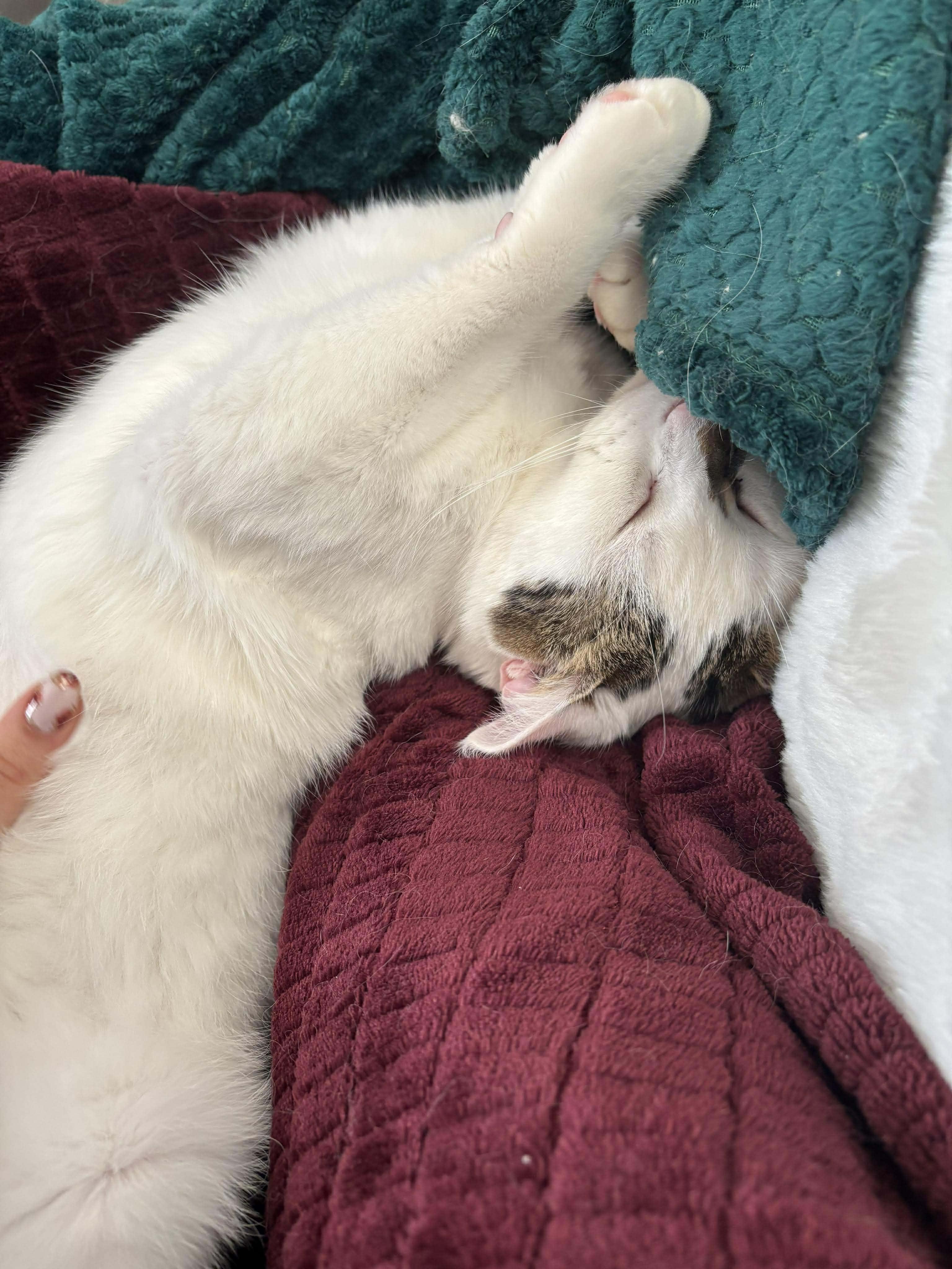 Enlarge Ice, a Adoptable Domestic Short Hair in Terrebonne, QC image 3/6