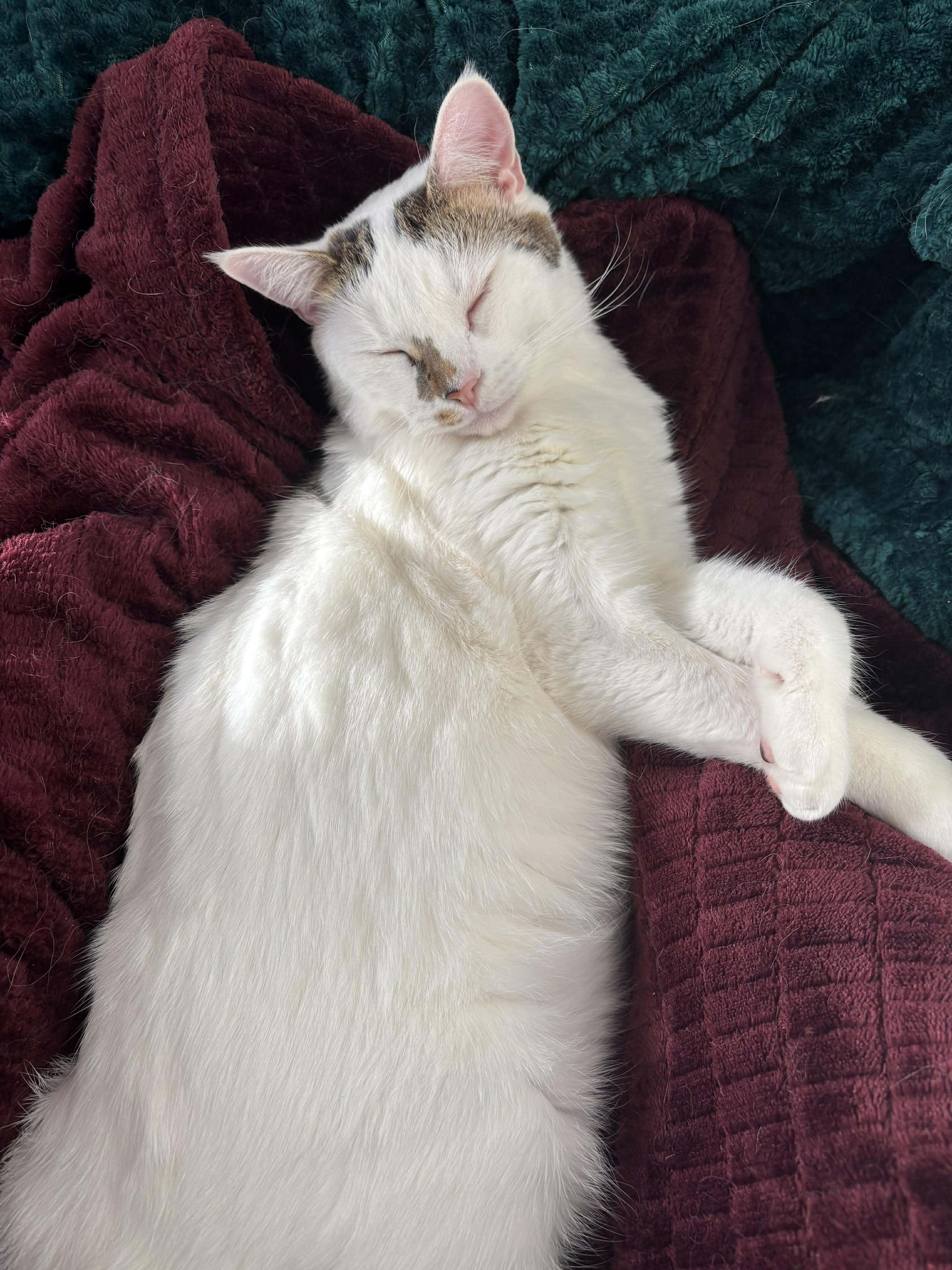 Enlarge Ice, a Adoptable Domestic Short Hair in Terrebonne, QC image 4/6