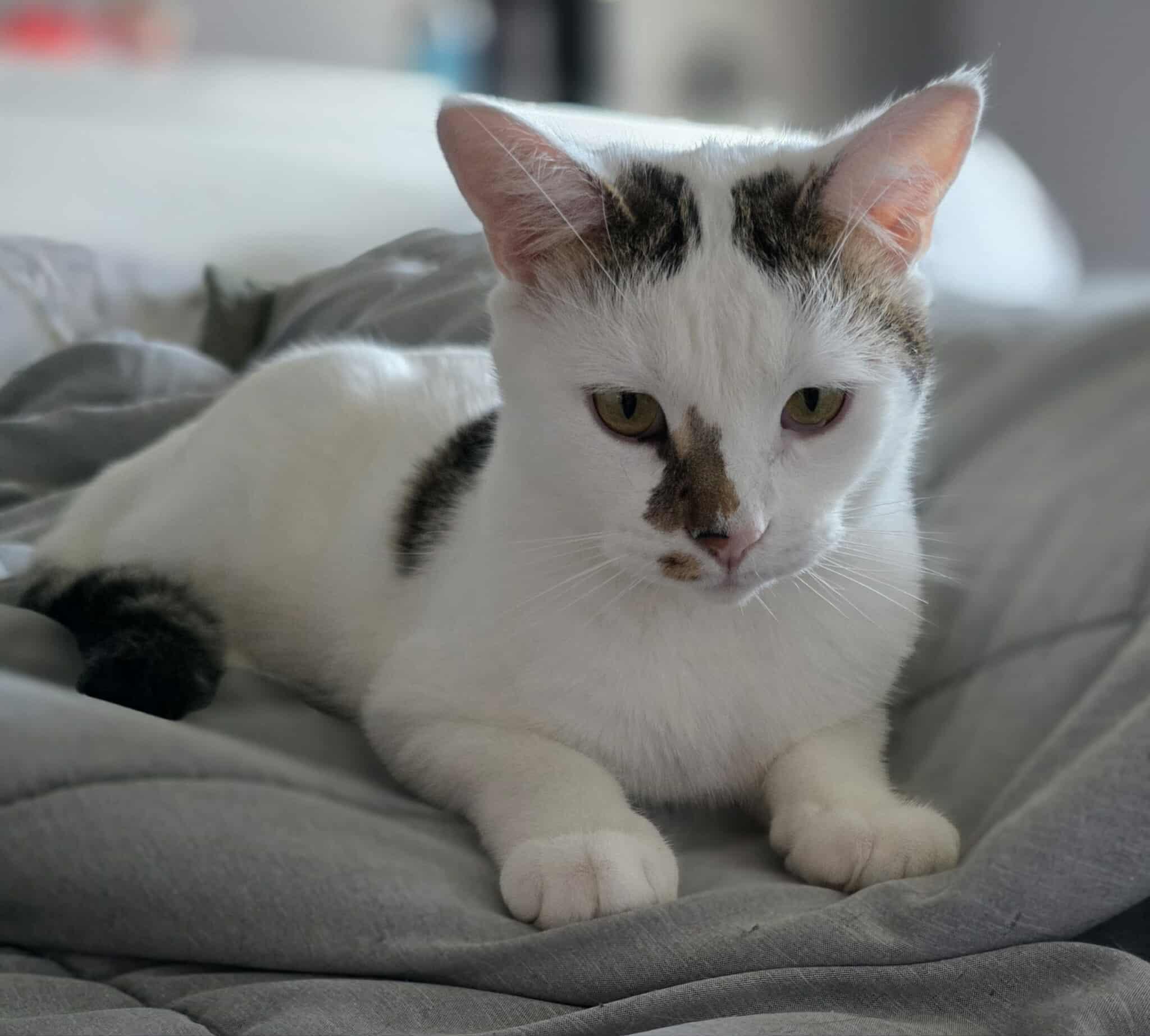 Ice, an adoptable Domestic Short Hair in Terrebonne, QC, J6Y 1H9 | Photo Image 1