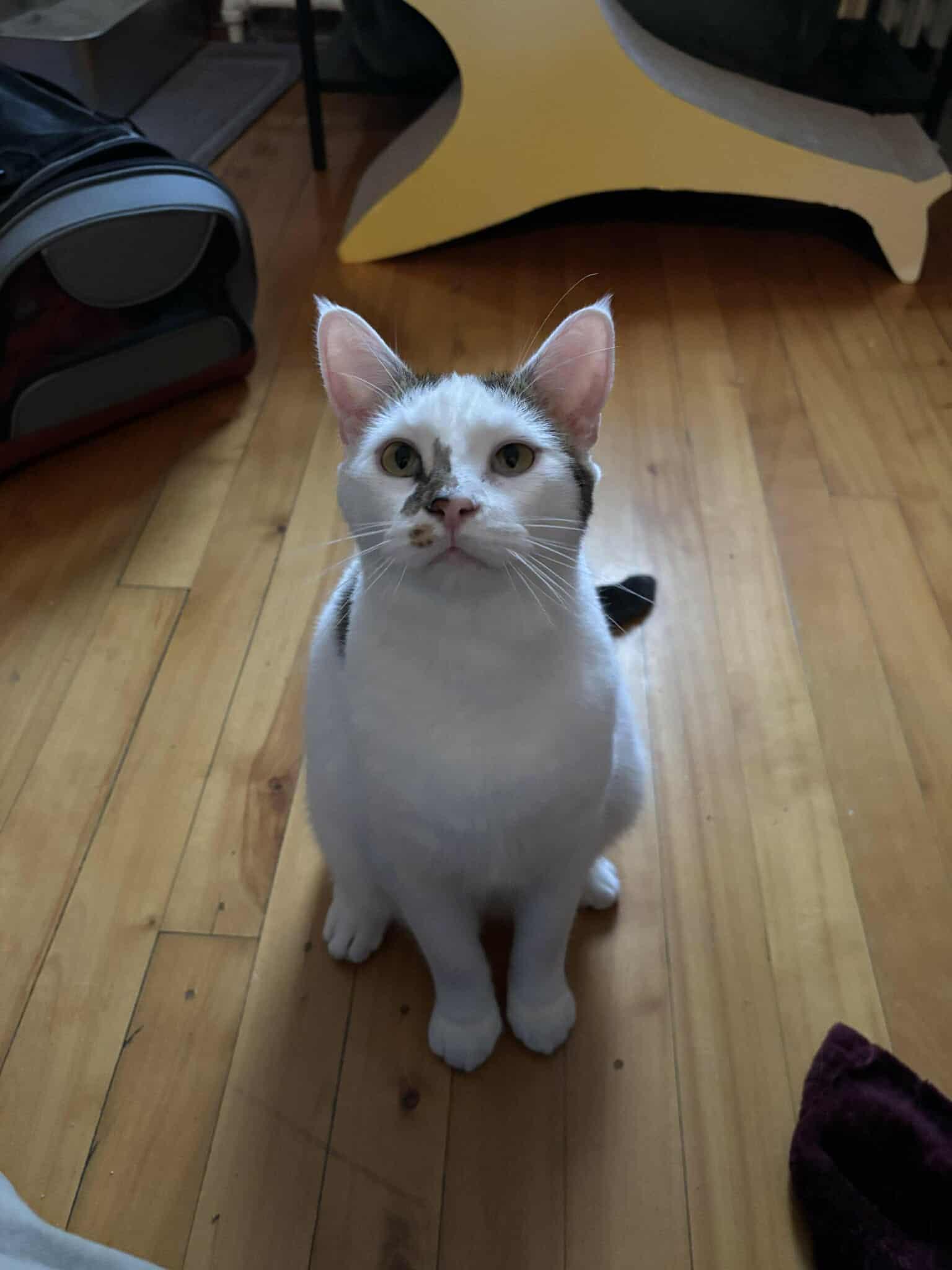 Ice, an adoptable Domestic Short Hair in Terrebonne, QC, J6Y 1H9 | Photo Image 8
