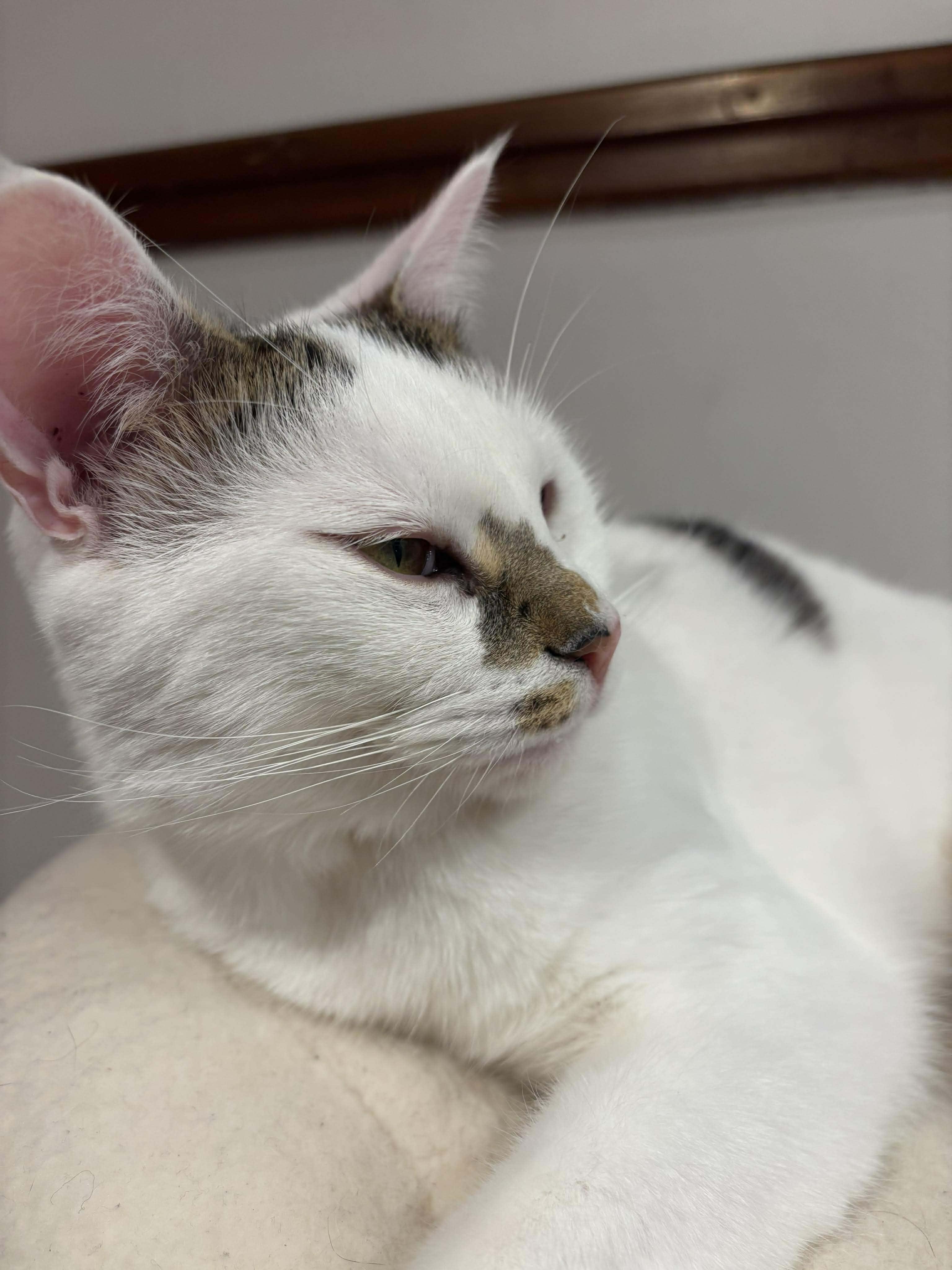 Ice, an adoptable Domestic Short Hair in Terrebonne, QC, J6Y 1H9 | Photo Image 7