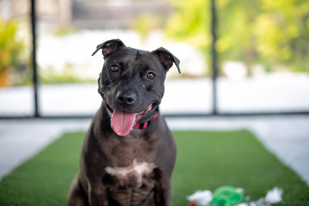 Enlarge Freedom, a Adoptable mixed breed in Seminole, FL image 1/6