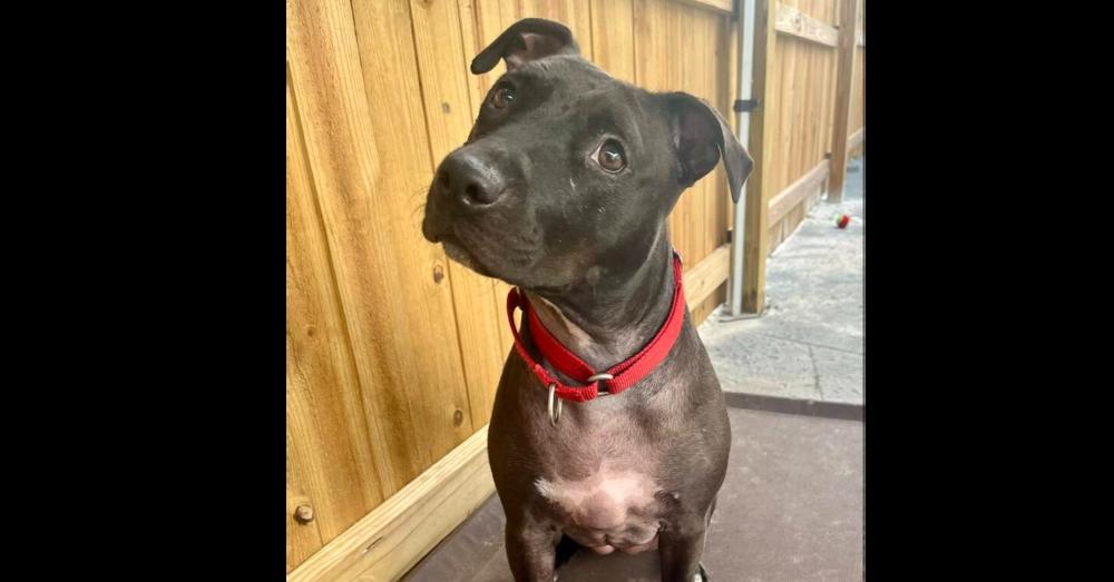 Enlarge Freedom, a Adoptable mixed breed in Seminole, FL image 2/6