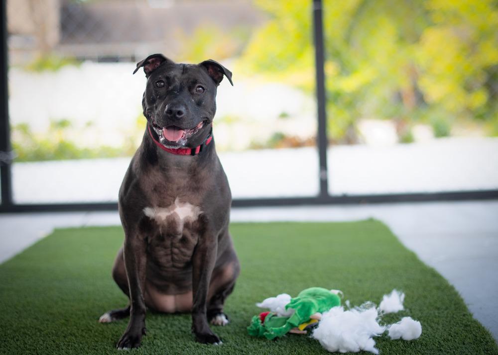 Enlarge Freedom, a Adoptable mixed breed in Seminole, FL image 3/6