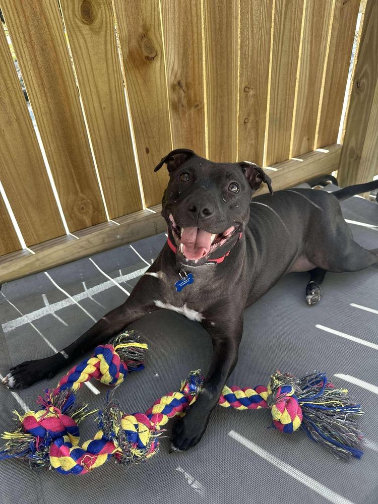 Enlarge Freedom, a Adoptable mixed breed in Seminole, FL image 4/6