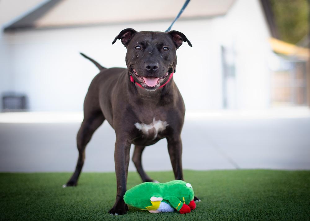 Enlarge Freedom, a Adoptable mixed breed in Seminole, FL image 5/6