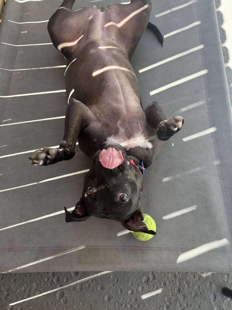 Enlarge Freedom, a Adoptable mixed breed in Seminole, FL image 6/6